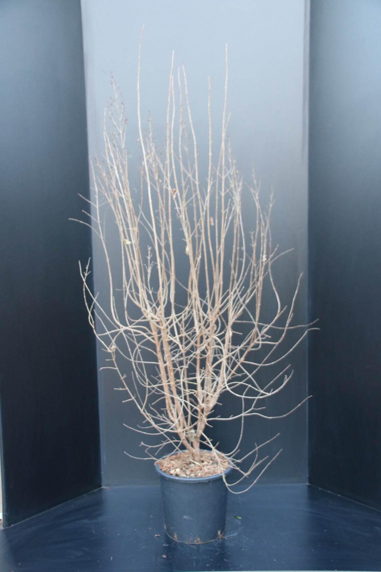 Syringa microphylla Superba, D 29 cm