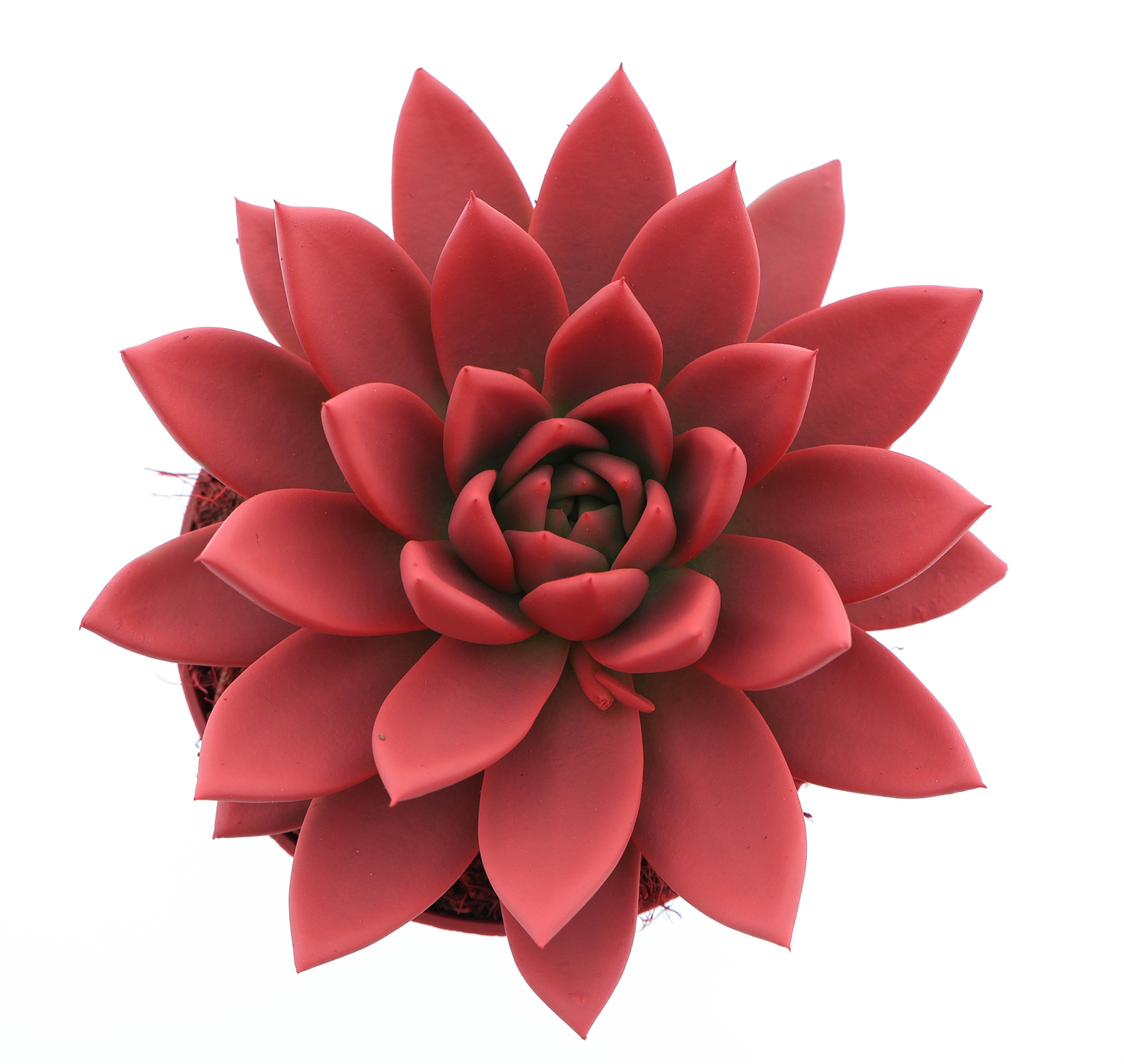 Rainbow bright red, D 12 cm