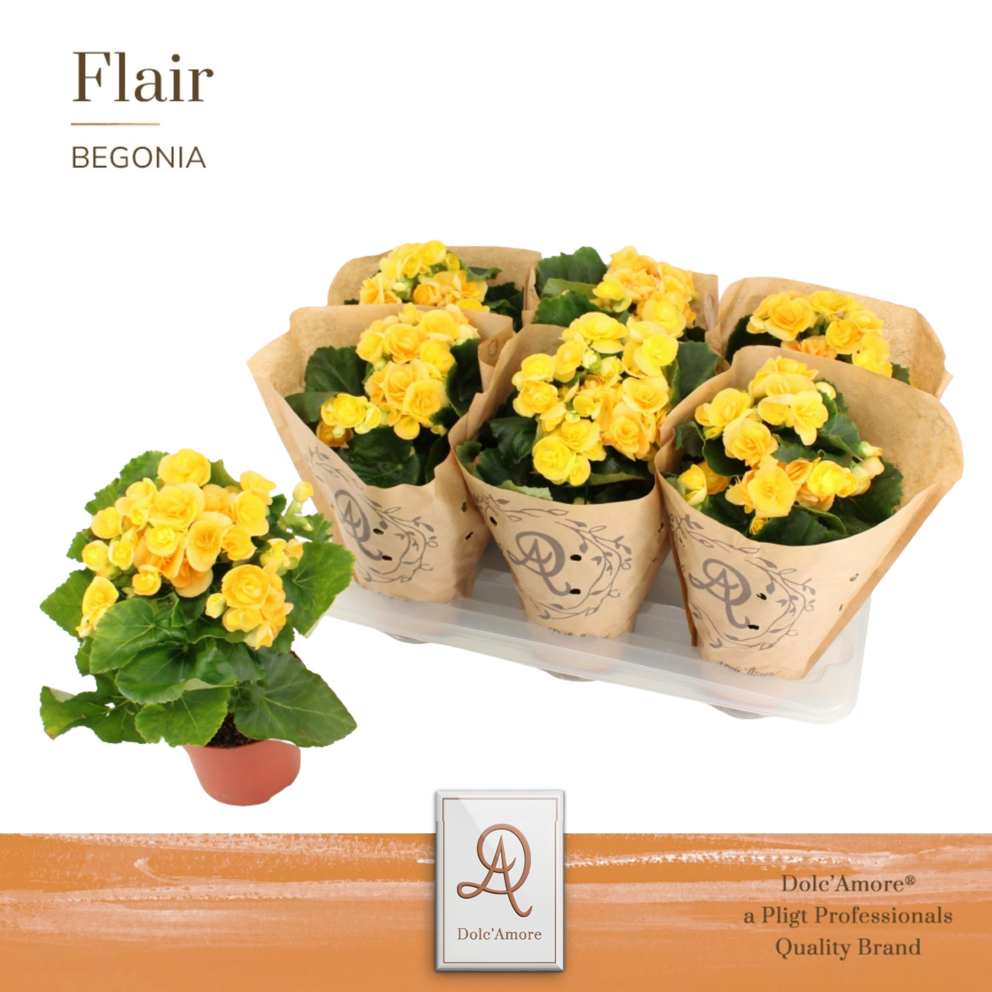 Begonia Nadine P14 Dolc'Amore® Kraft, D 14 cm