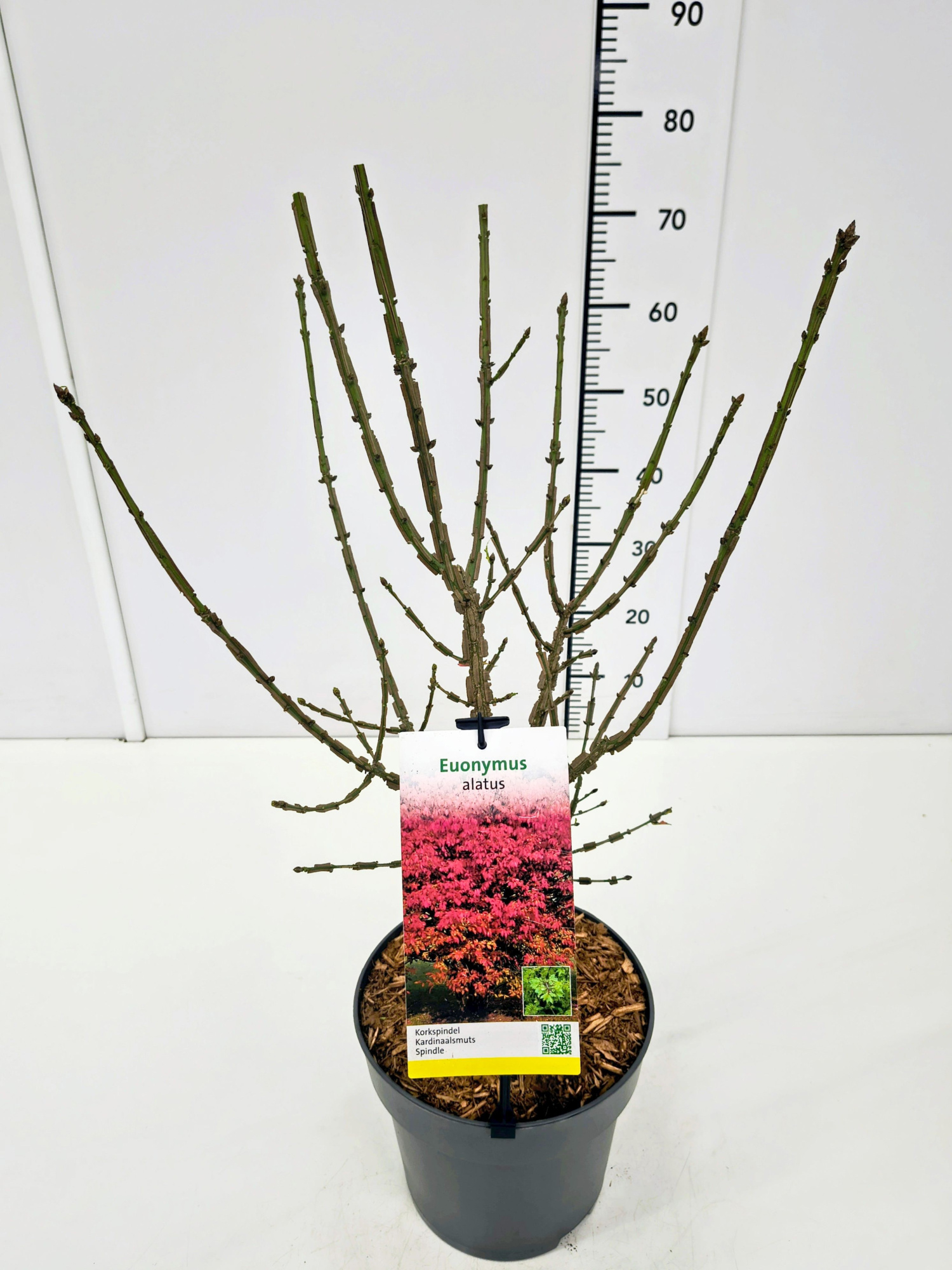 Euonymus alatus 40-50C5, D 23 cm