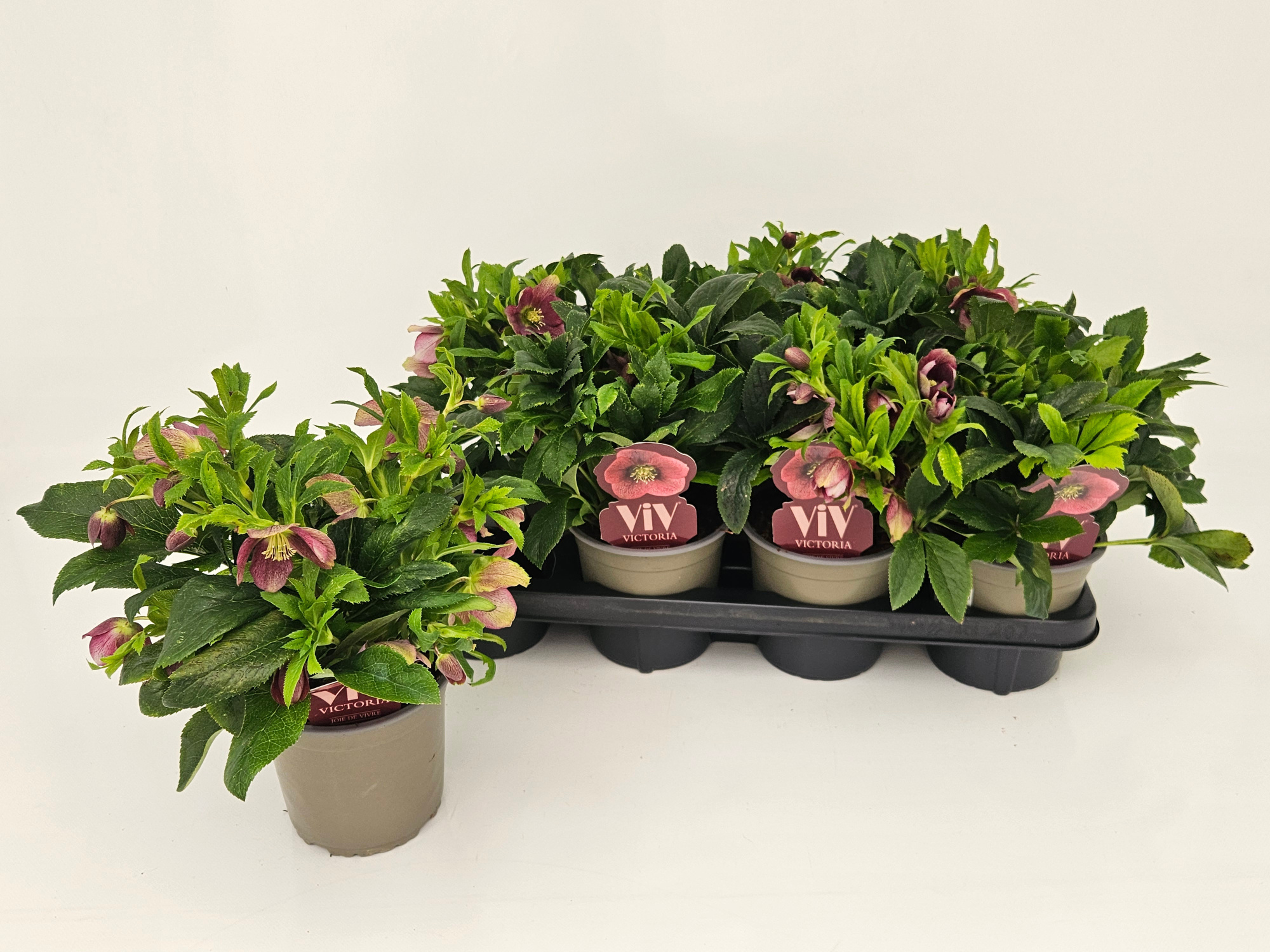 Helleborus orientalis VIV Victoria T14 "Rose des Frühlings", D 14 cm