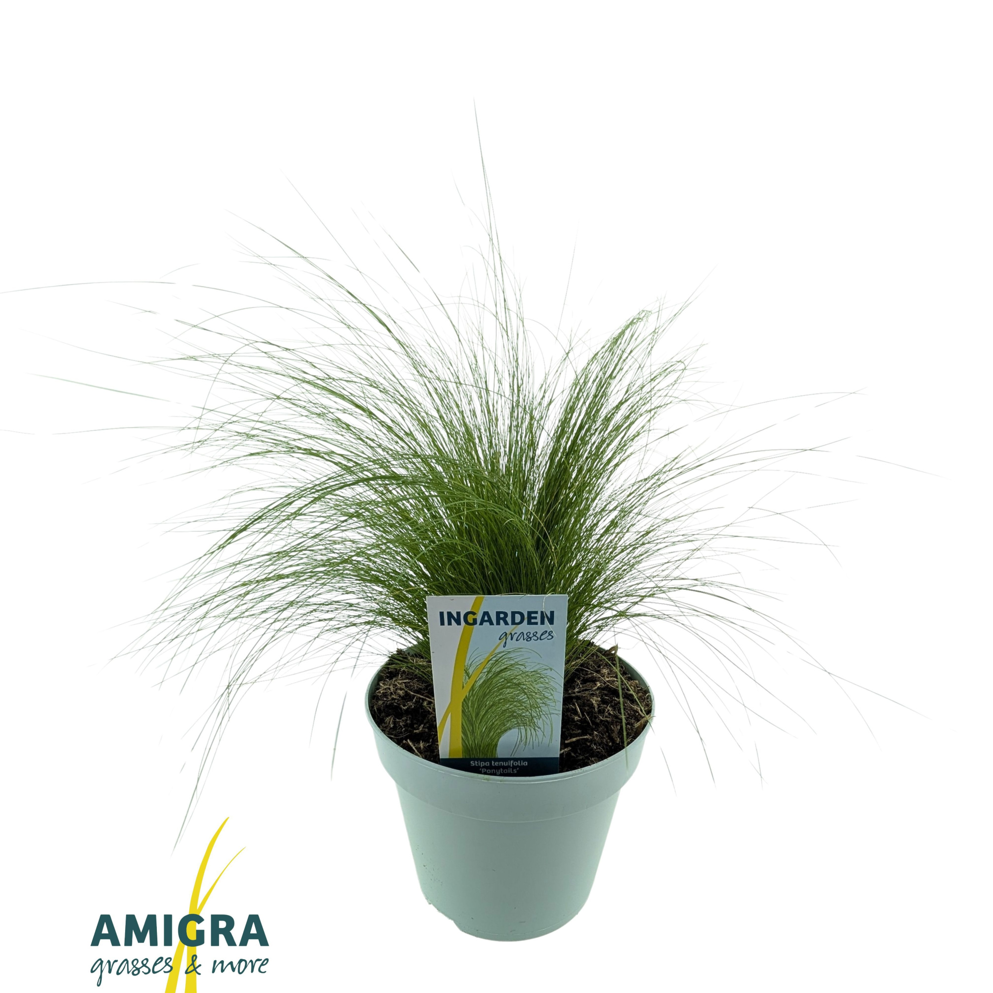 Stipa ten Ponytails, D 17