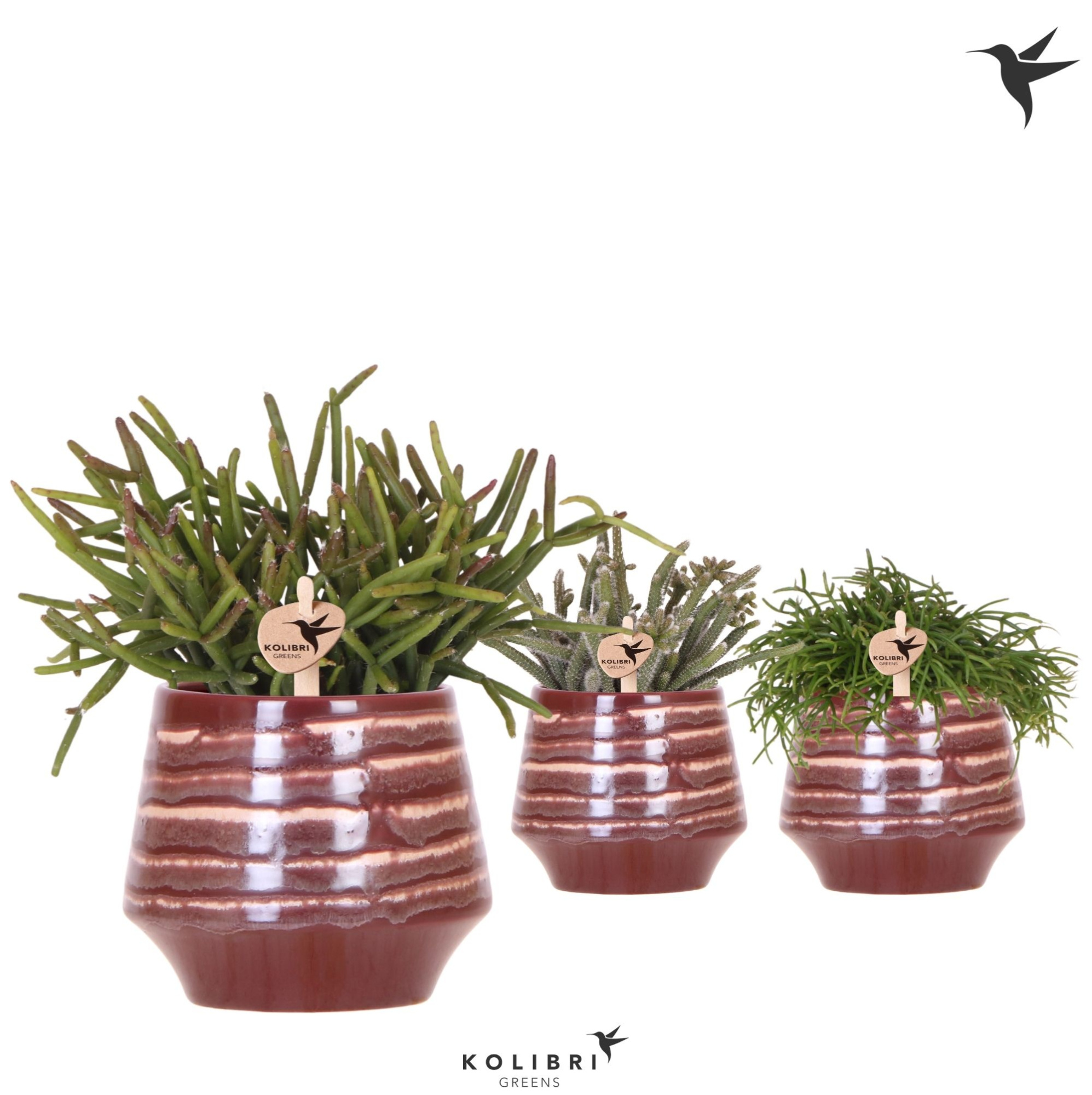 Kolibri Greens Rhipsalis mix in Moonstone pot red, D 9 cm
