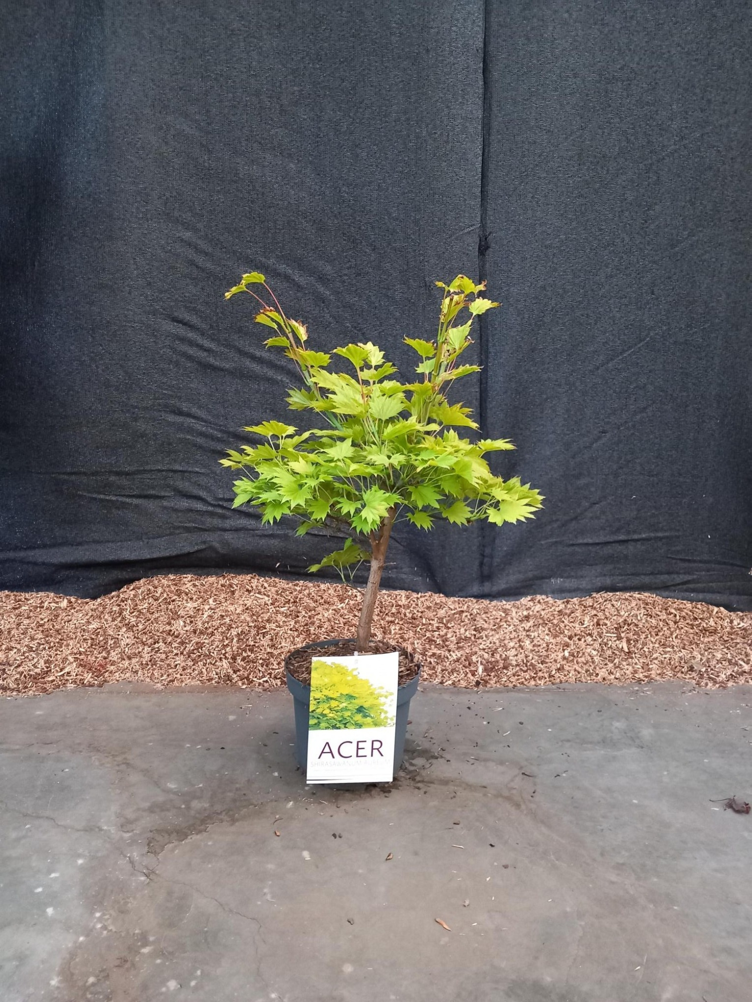Acer Shir. Aureum, D 21 cm