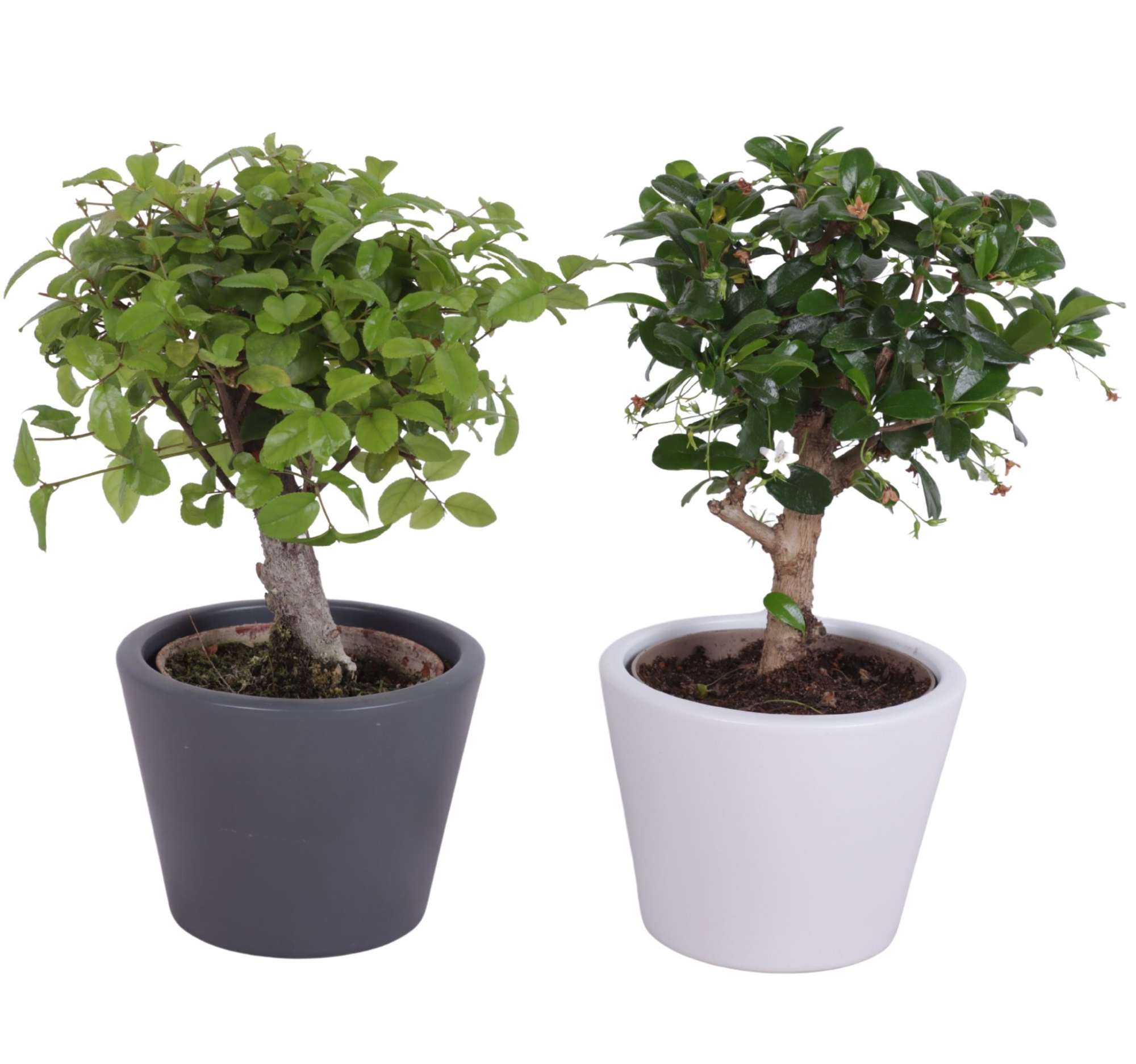 Bonsai Indoor Mix 9cm Ball Shape in 11cm Karla pot, D 10 cm