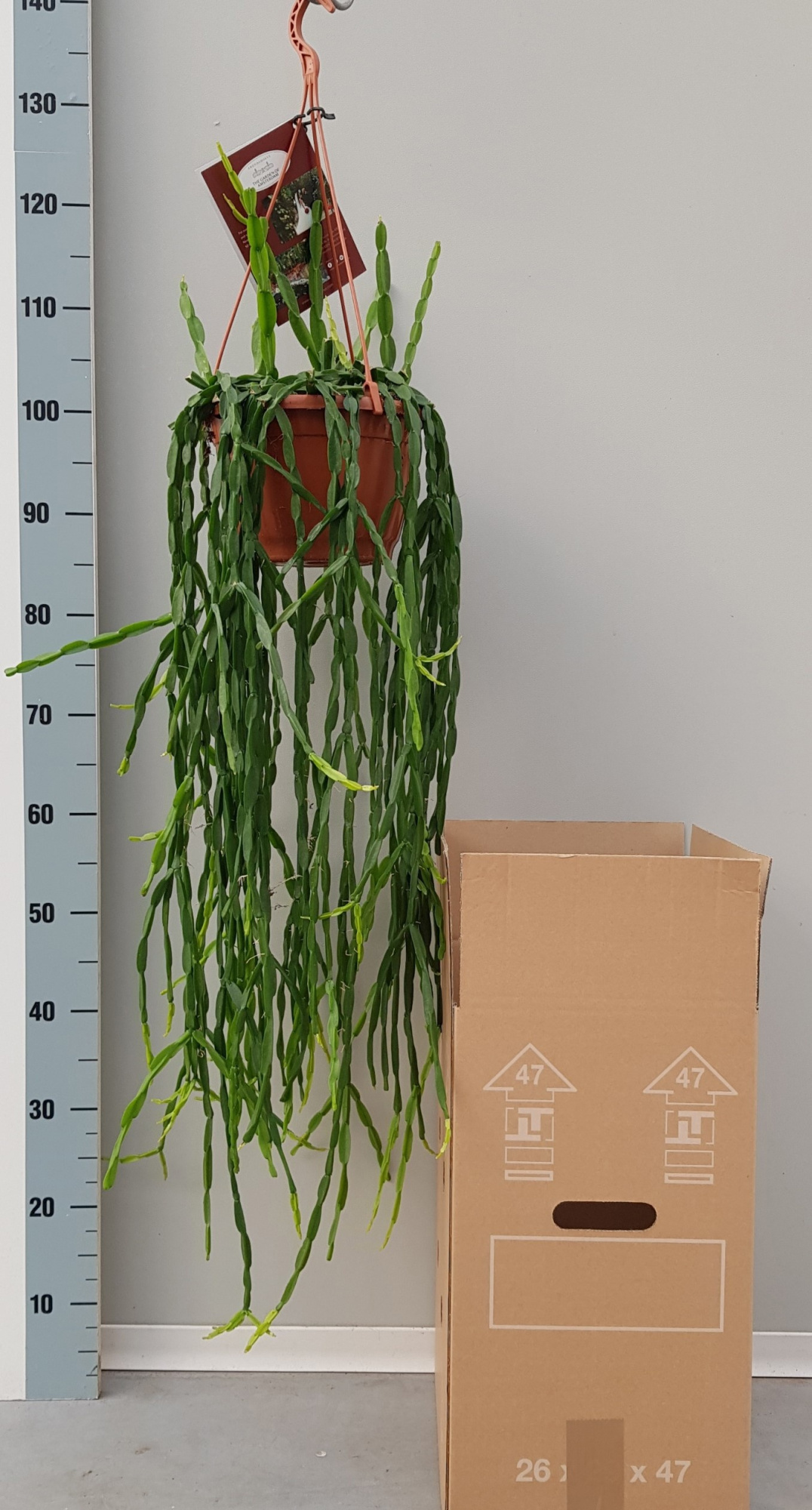 Rhipsalis Paradoxa 20cm, D 20 cm