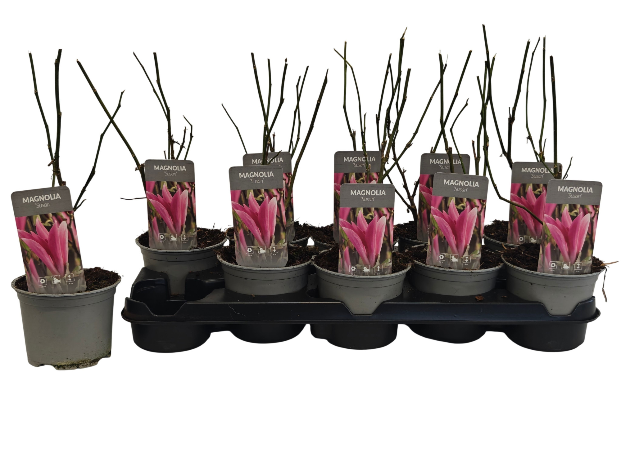 Magnolia Susan P12, D 12