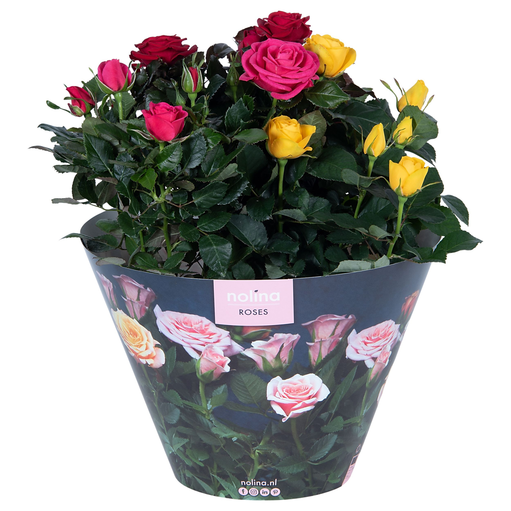 Nolina Roses Excellent Bowl Ø 23 Carnaval, D 23 cm