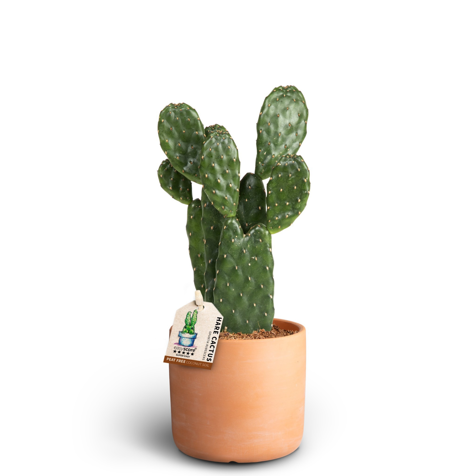 Raw Terracotta, Cactus Opuntia, D 12