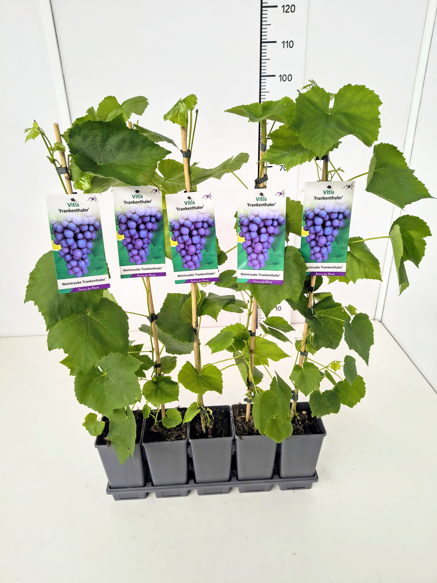 Vitis 'Frankenthaler' 80CMC2, D 17 cm