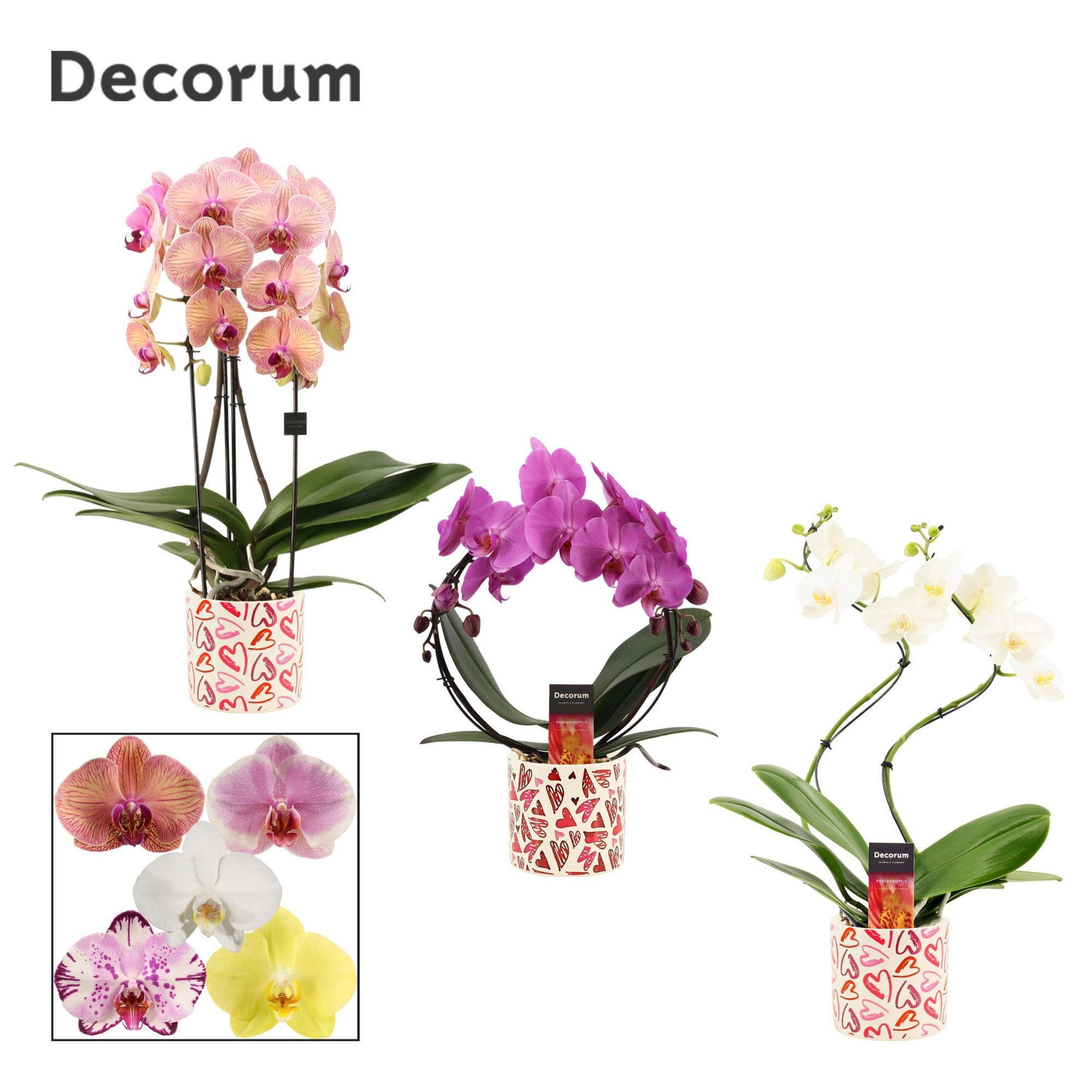 Phalaenopsis vormen mix 2 tak in Julia (Deco-collection), D 12