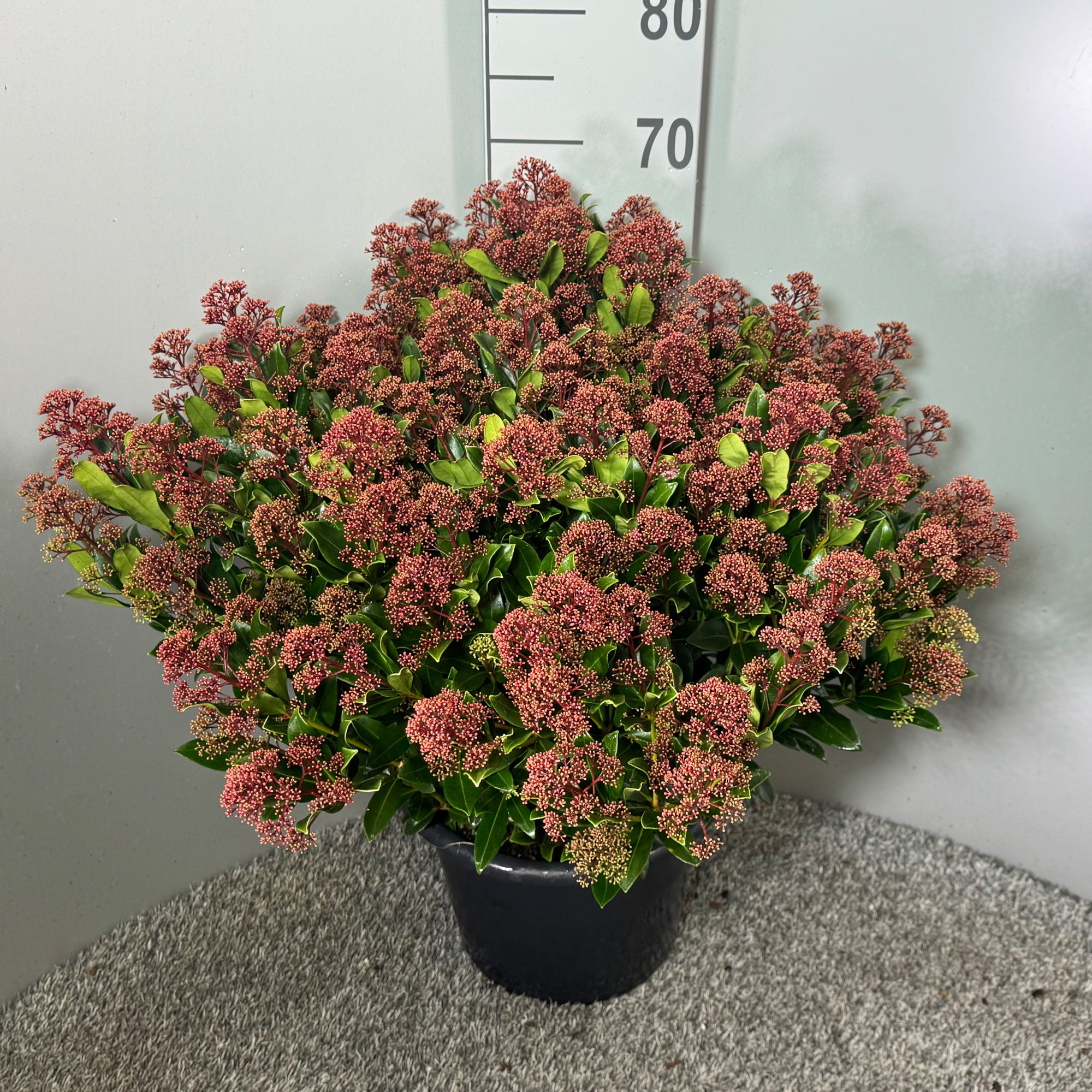 Skimmia japonica 'Rubesta Jos', D 31 cm