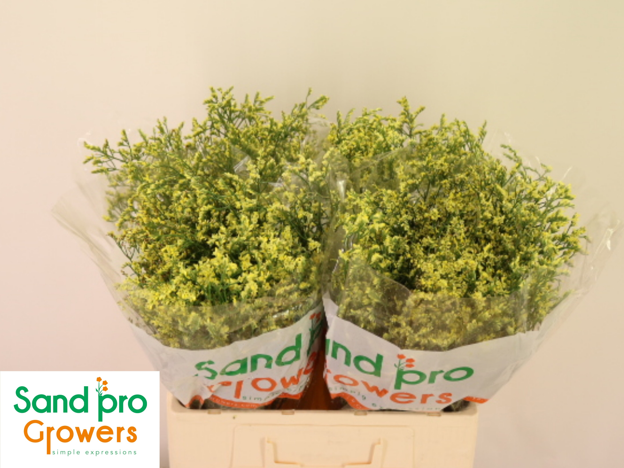 Лимониум Чайна Саммер 60, шт.