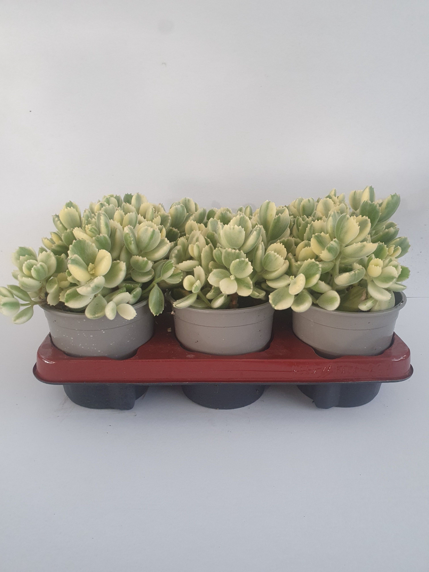 Cotyledonladysmithiensis, D 13 cm