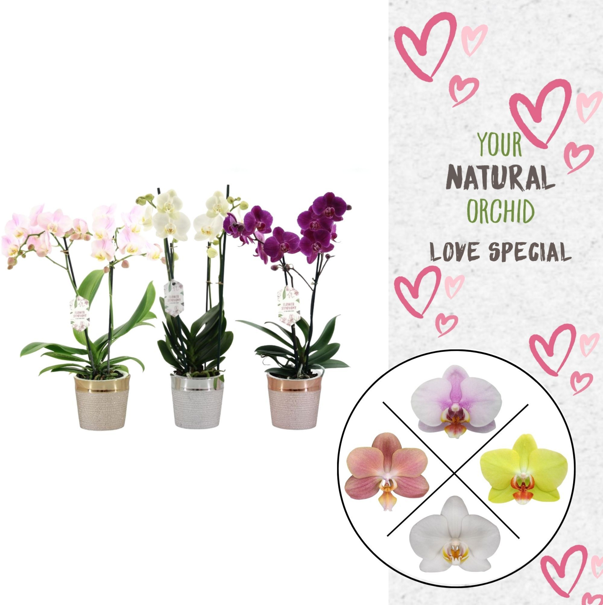 Phal. 2 spike Love Mix in keramiek, D 12