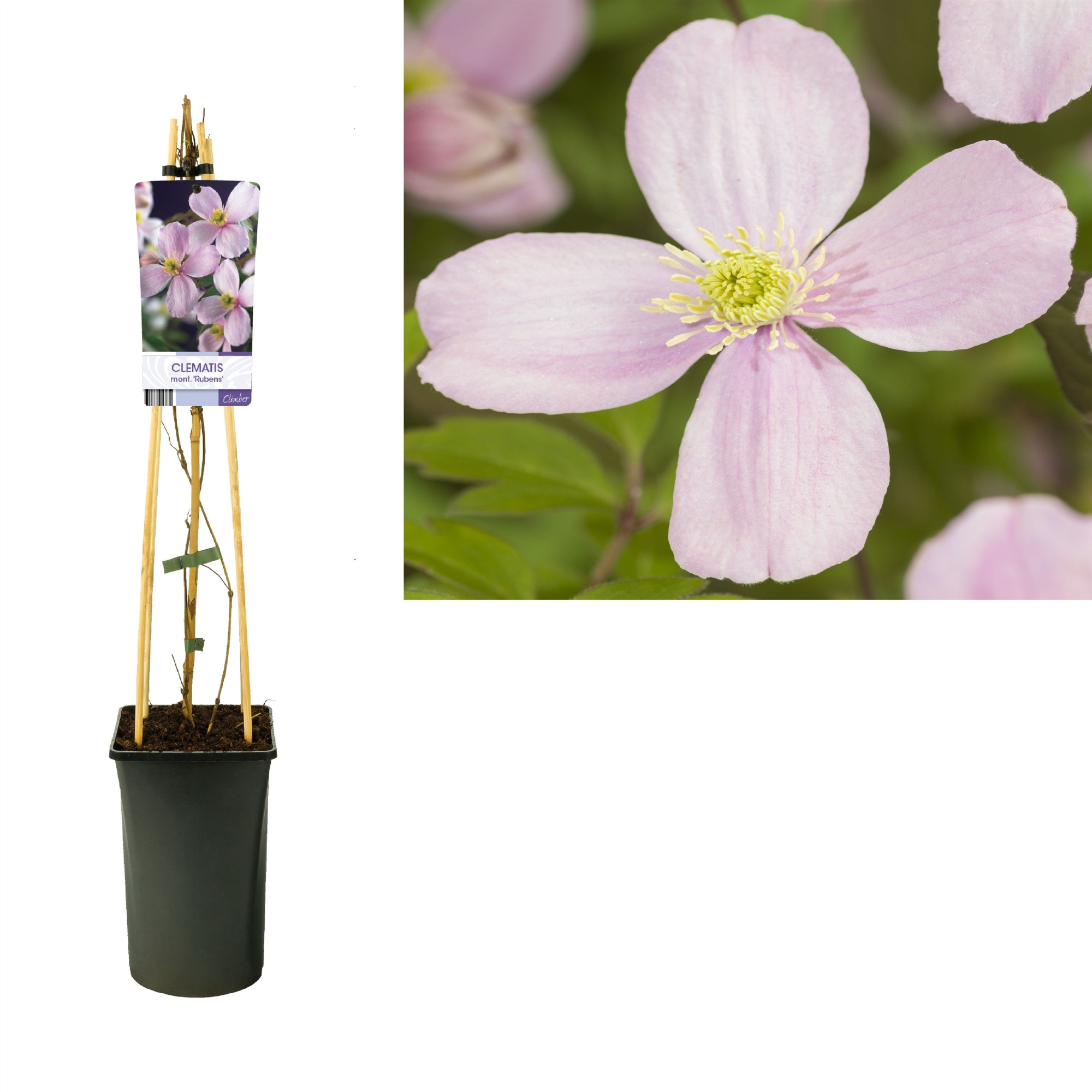 Clematis montana 'Rubens' +light label, D 17 cm