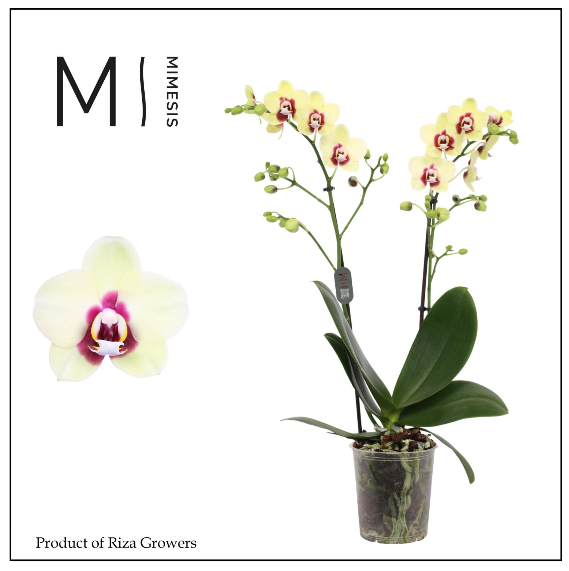 Phalaenopsis Deep Secret 2 spike - 12cm | Mimesis, D 12 cm