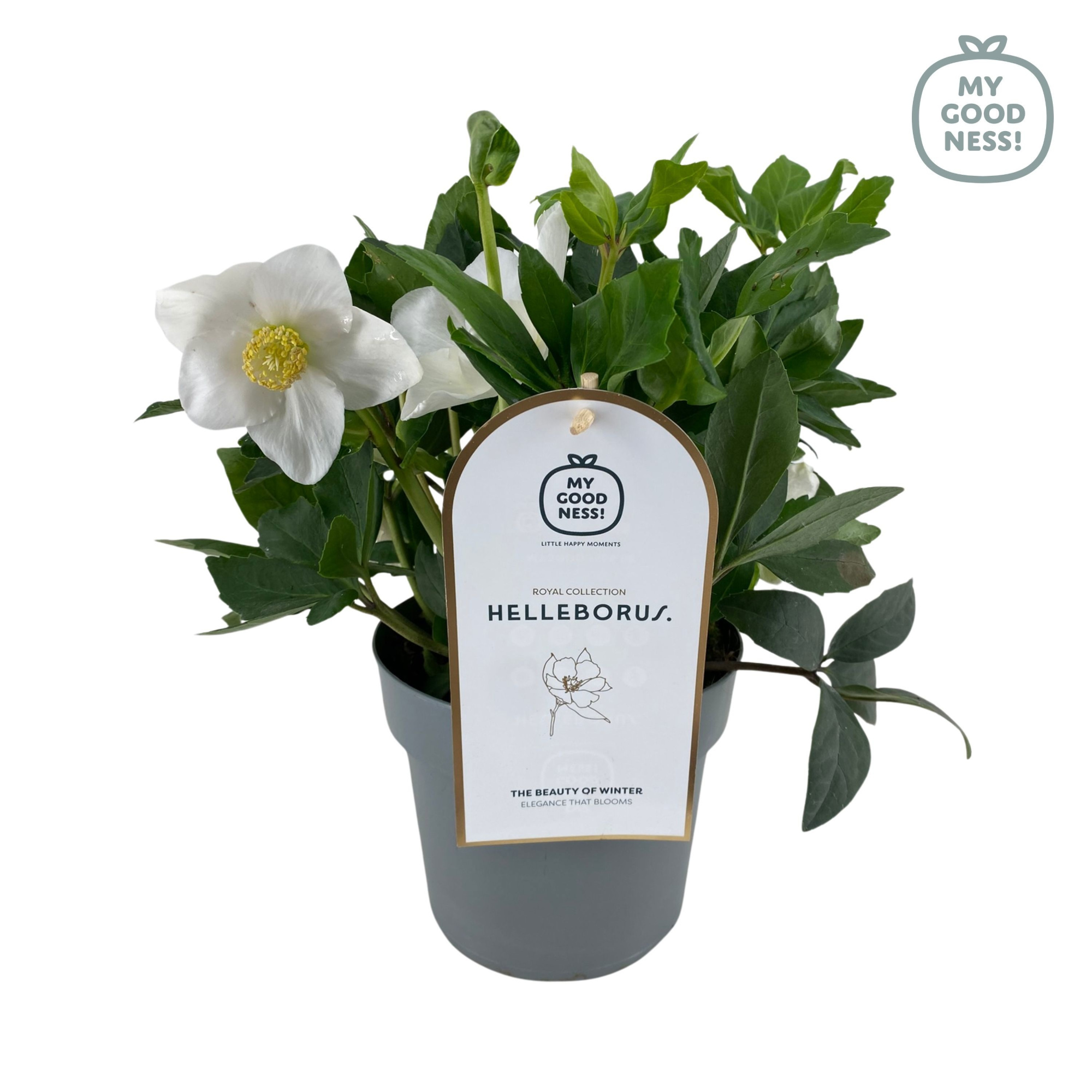 Helleborus niger 30cm /P17 'Diva', D 17 cm