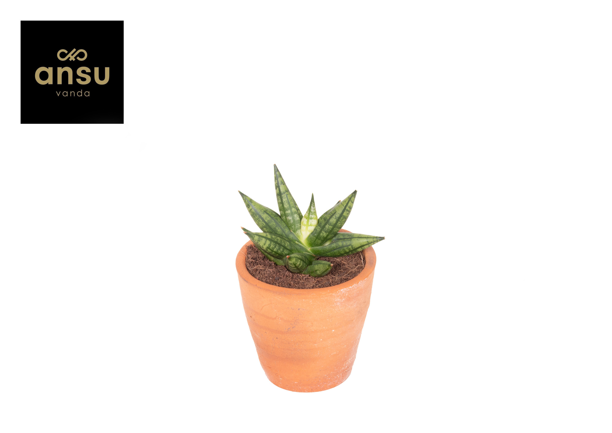 Sansevieria Inti Mini No. 2 Terracotta, D 9