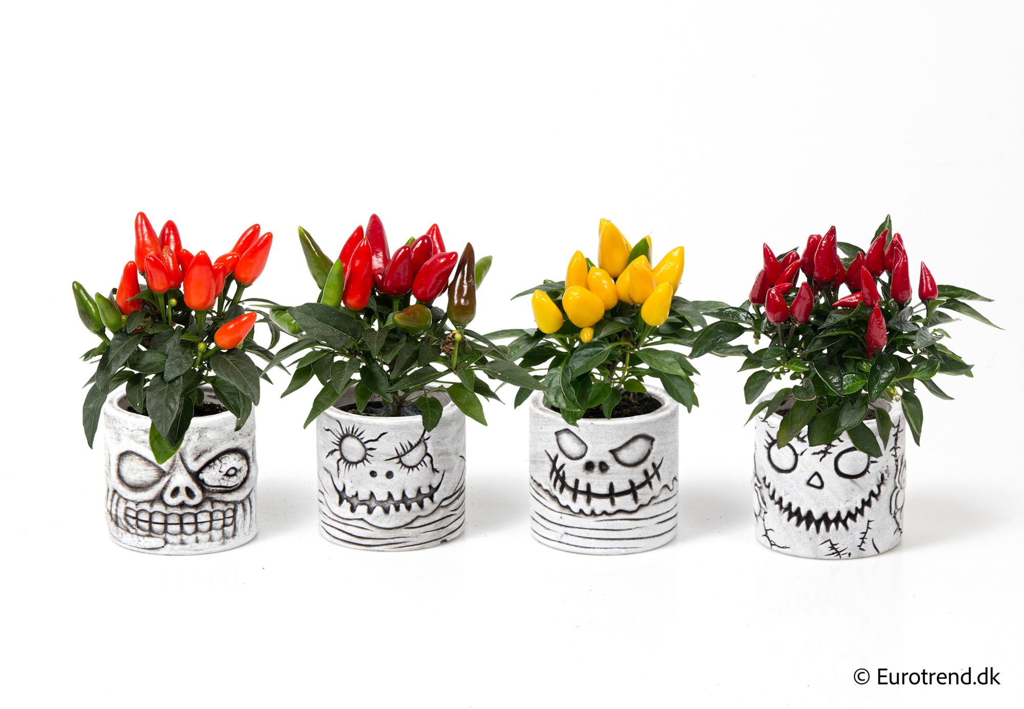 Capsicum in Halloween ceramic 2025, D 6 cm