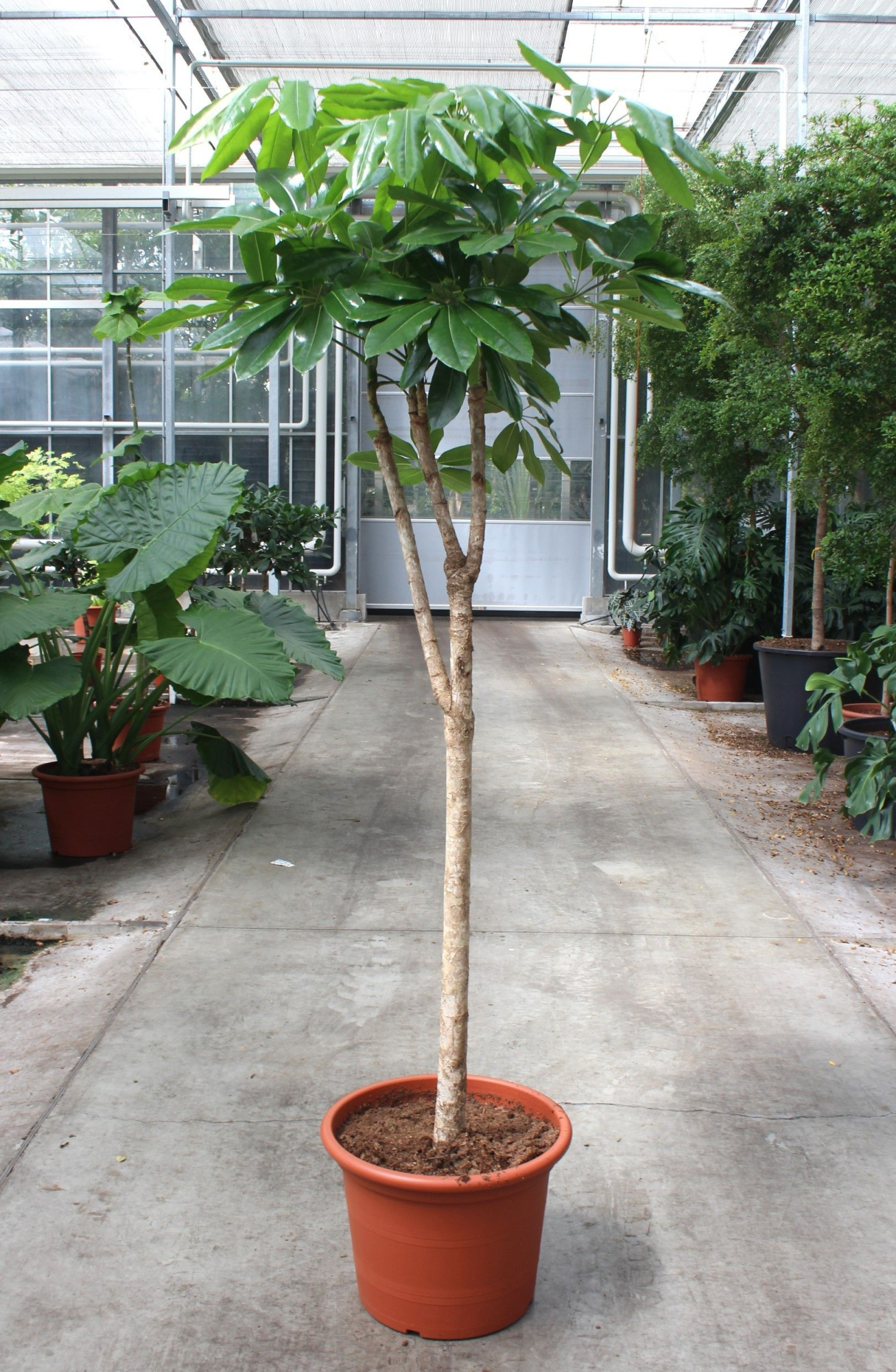 Schefflera actinophylla 'Amate’, D 50 cm