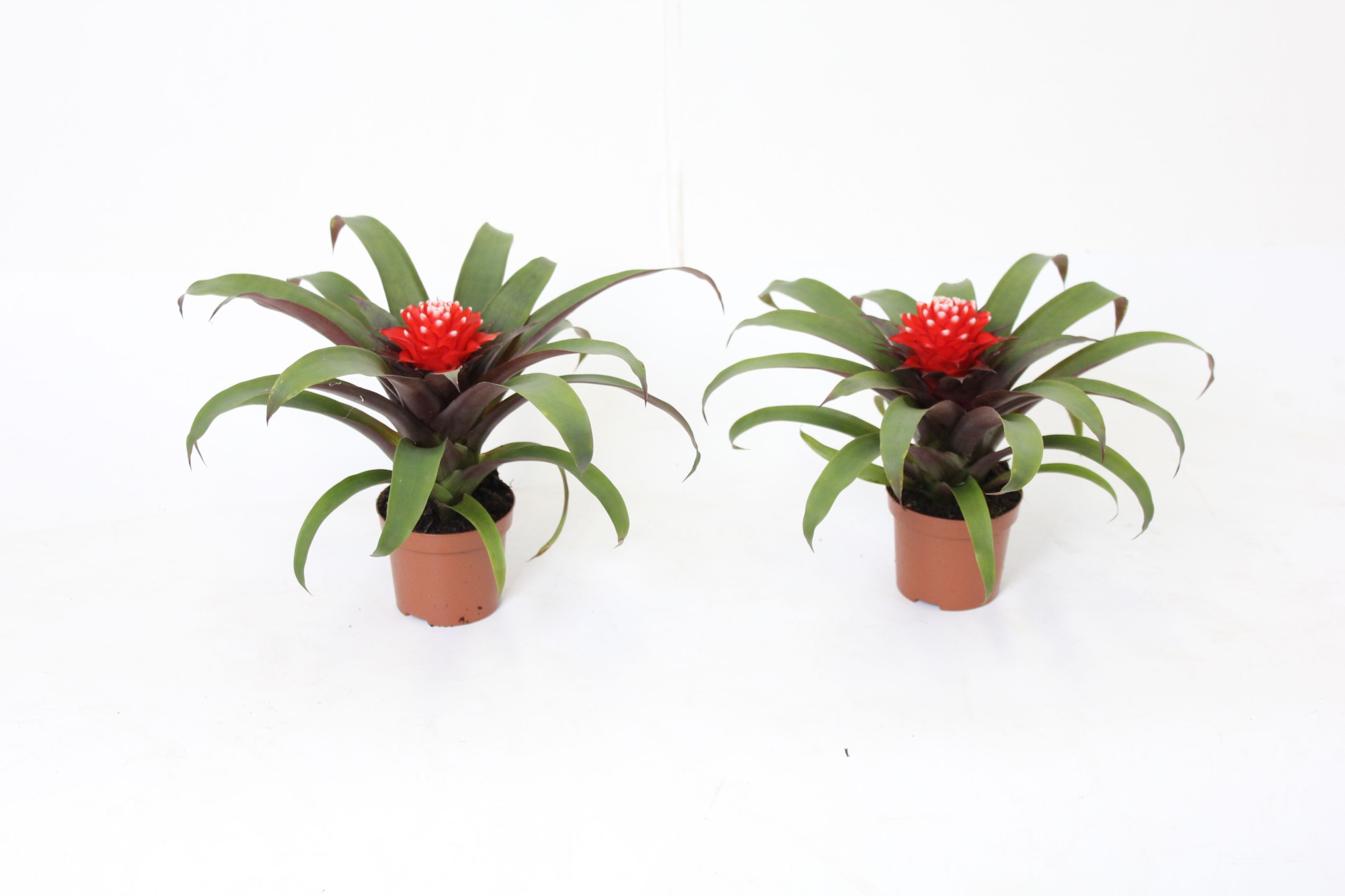 Guzmania Priscilla, D 9 cm