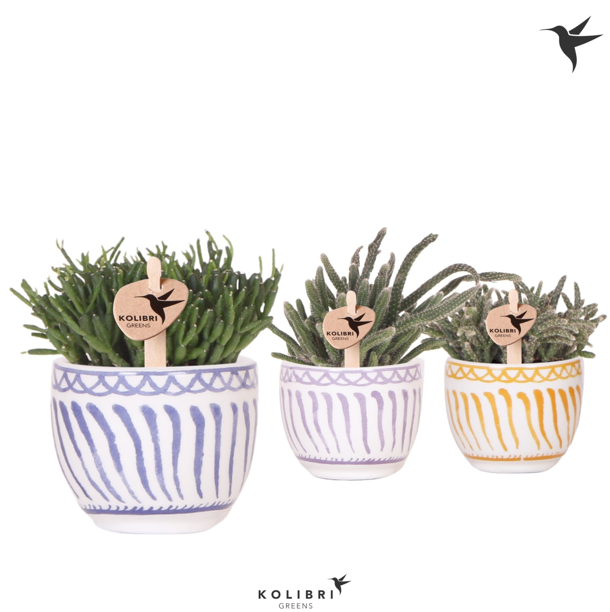 Kolibri Greens Rhipsalis mix in Granada pot mix, D 6 cm