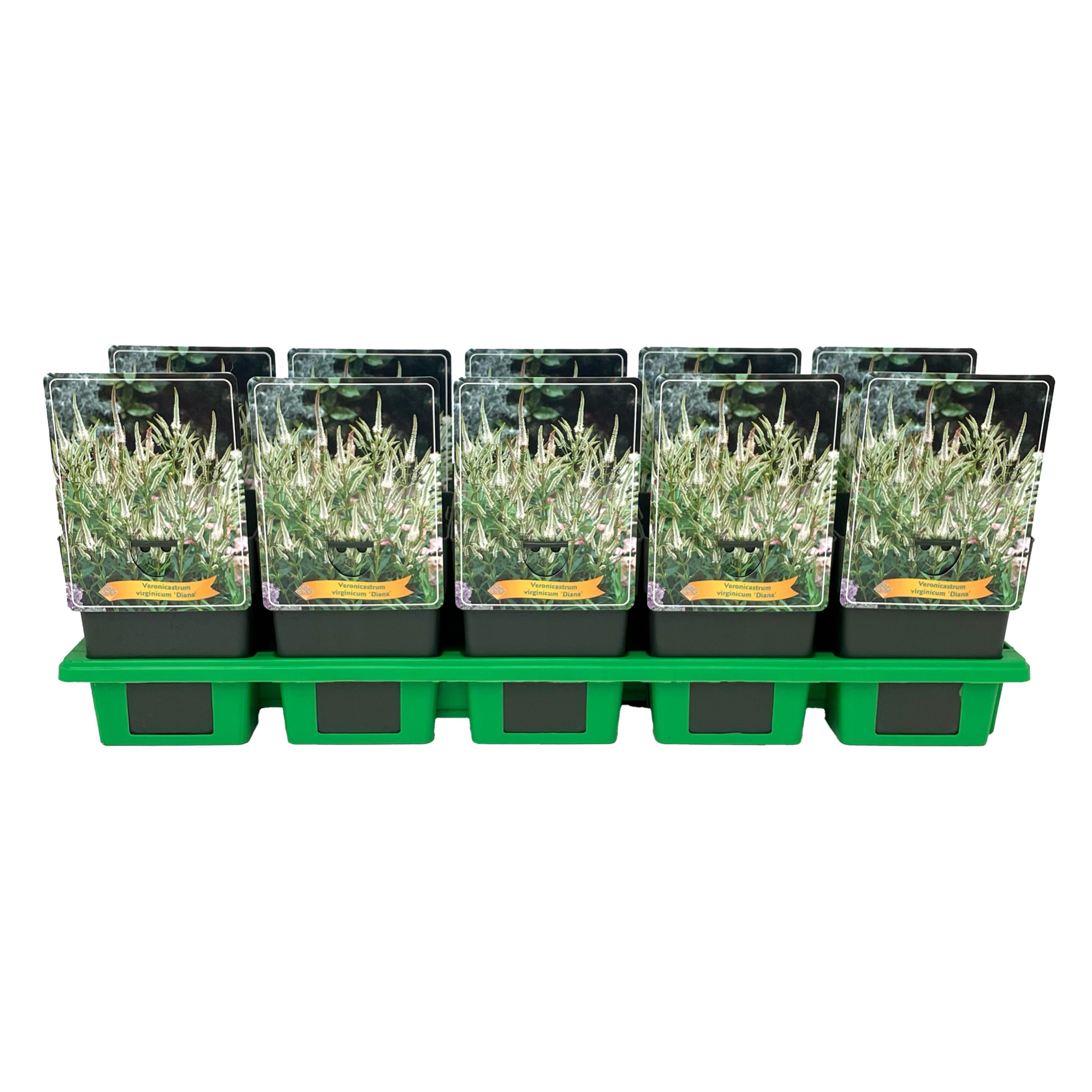 Veronicastrum virginicum 'Diana' P11, D 11