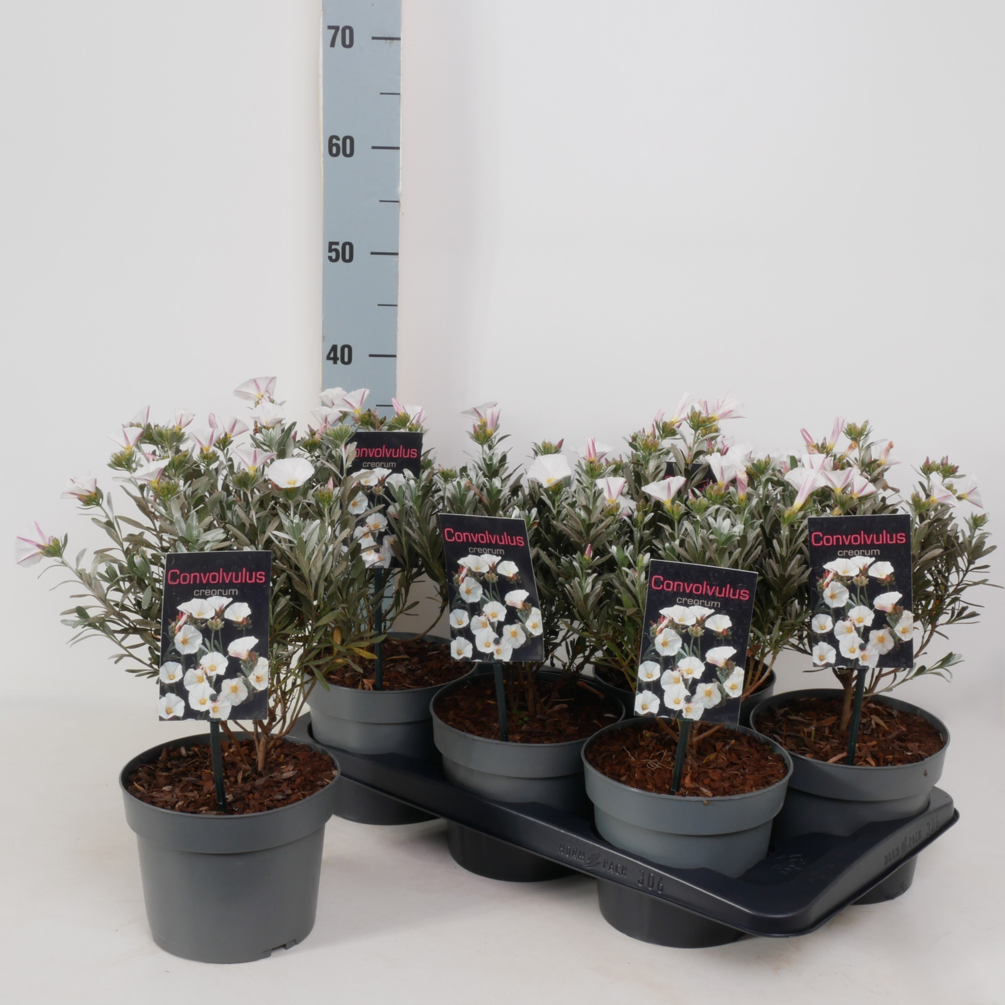 Convolvulus Cneorum P17, D 17