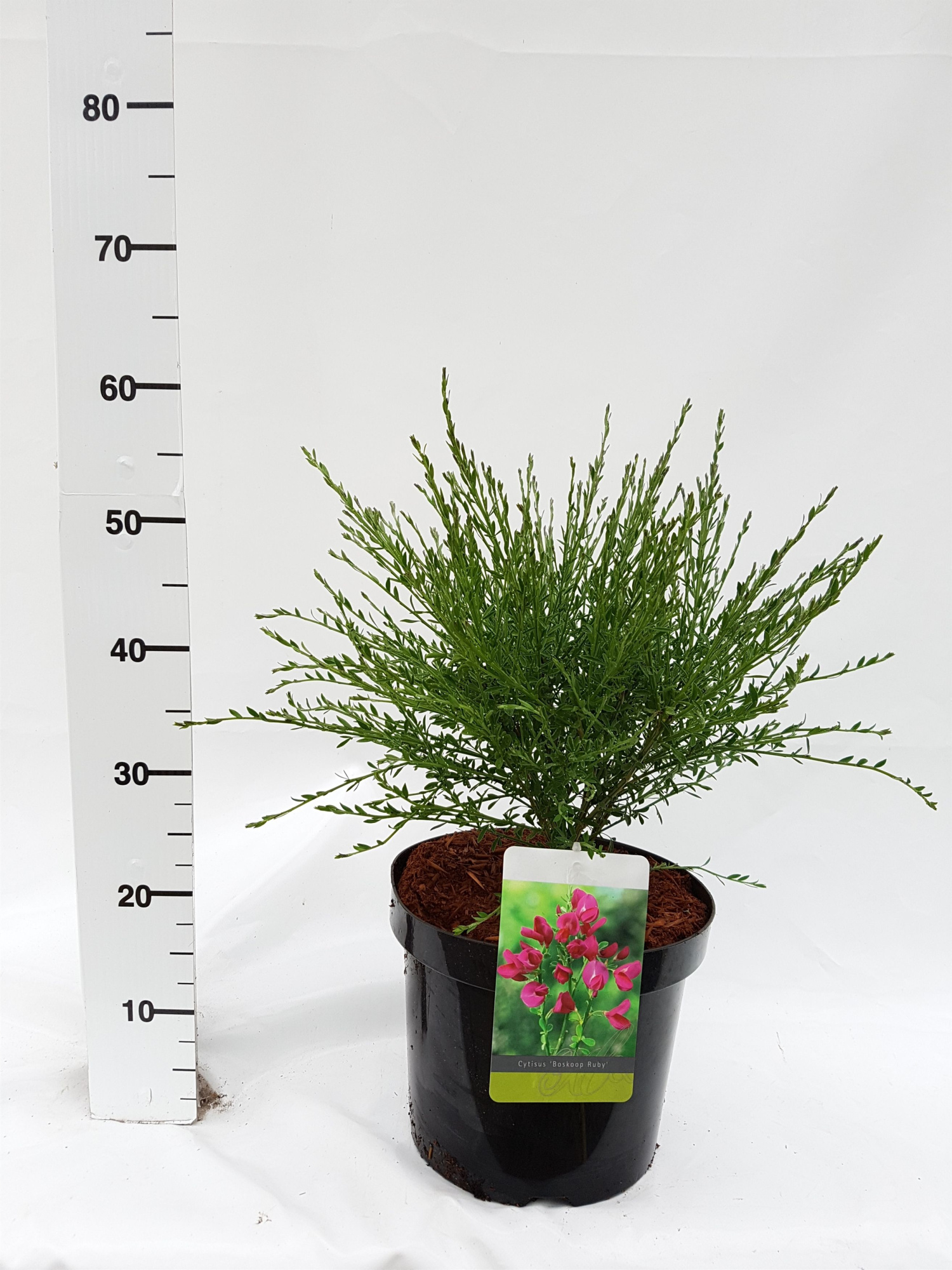 Cytisus Praecox Grp 'Boskoop Ruby', D 26 cm