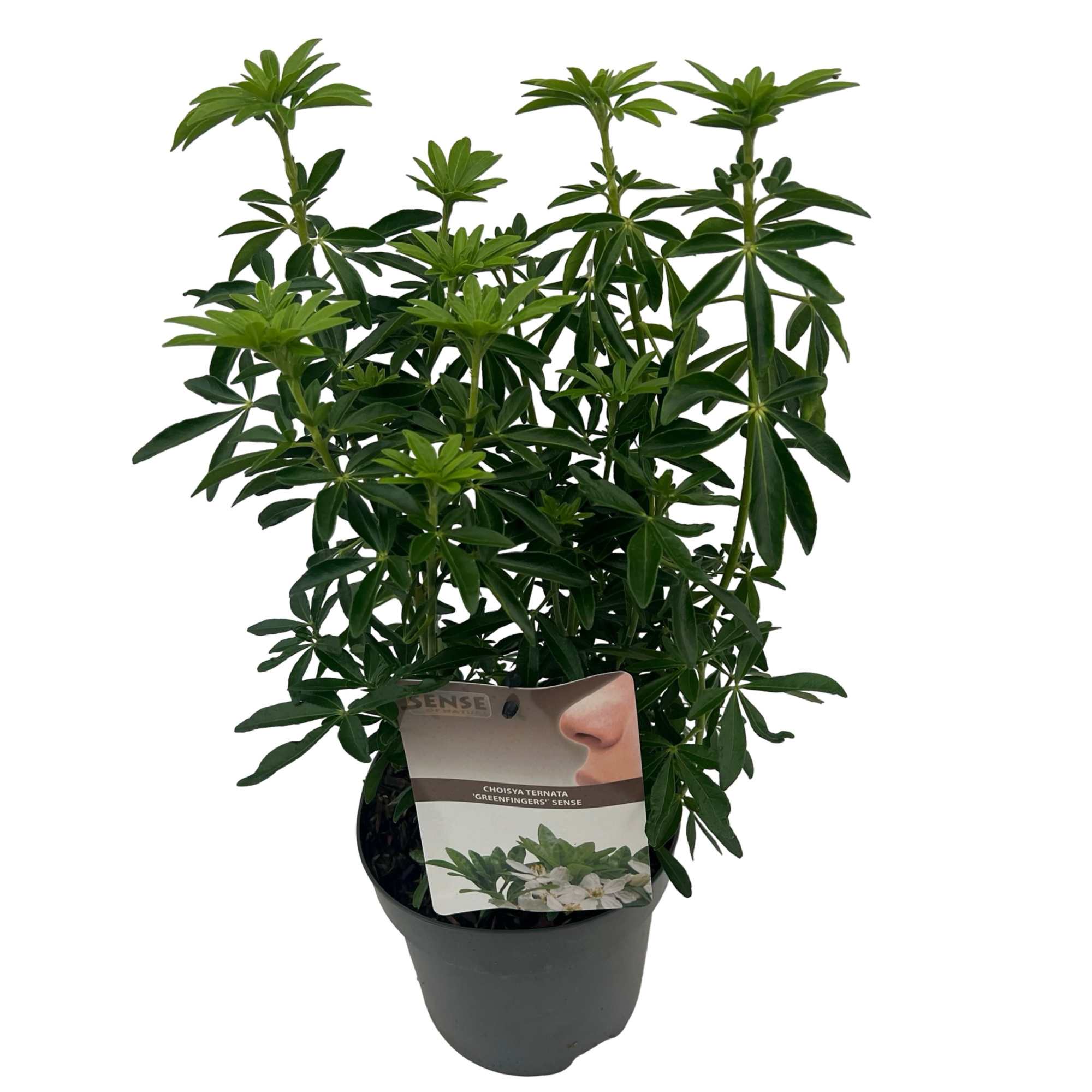 Choisya t. 'Greenfingers'® sense, D 17