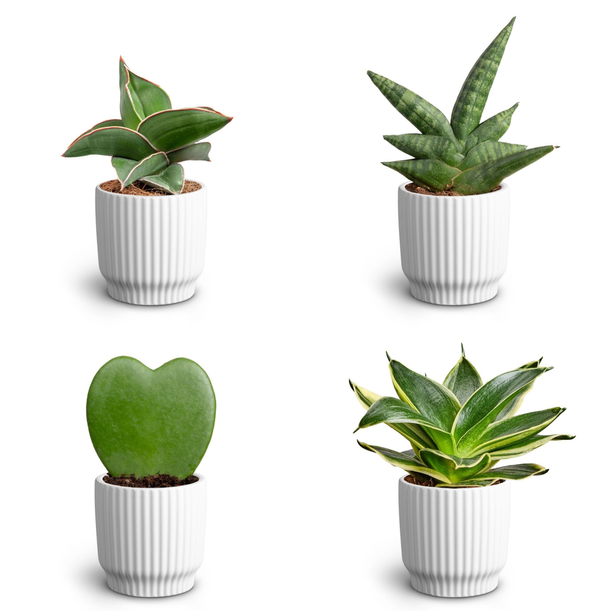 Nordic White, Dwarf Collection, D 7 cm