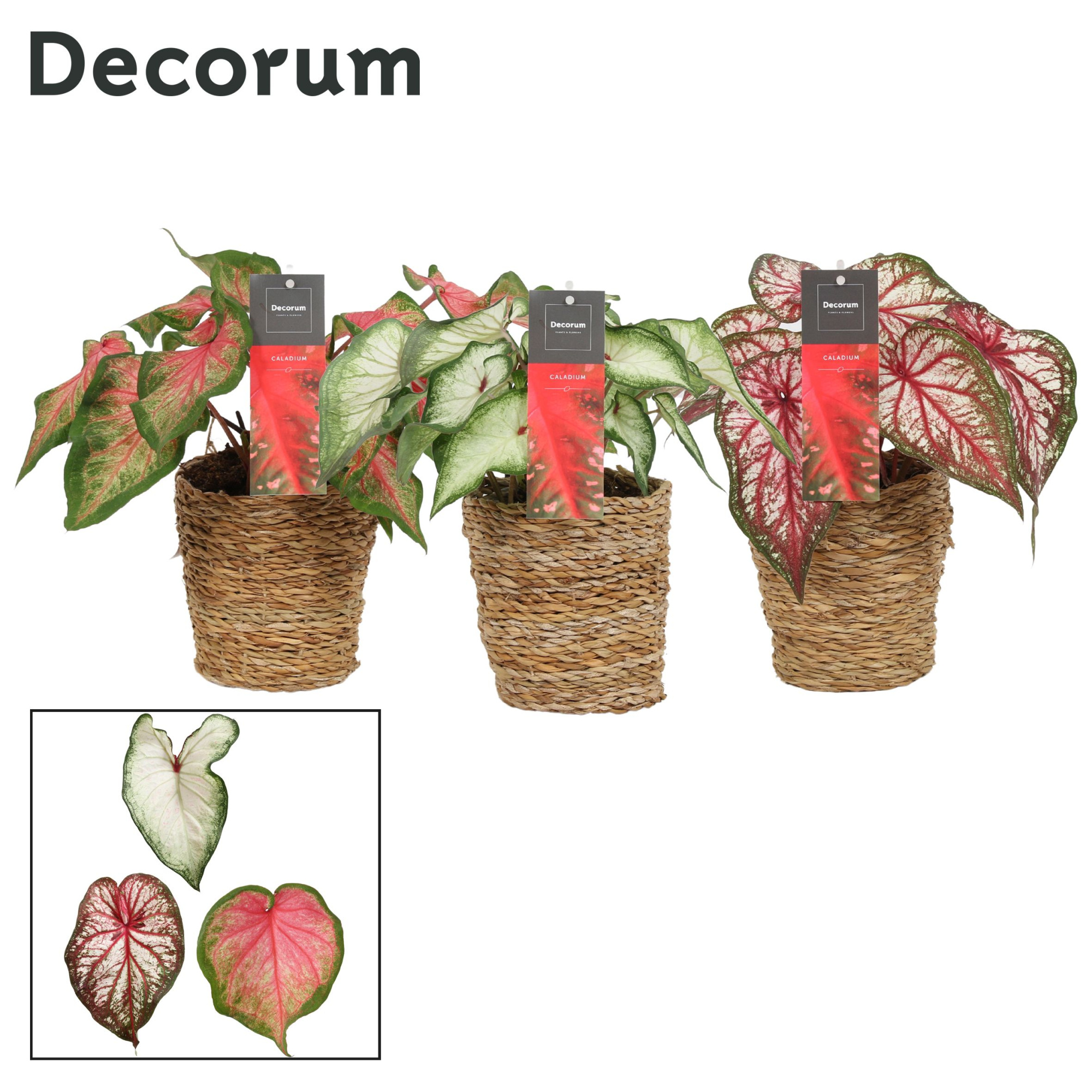 Caladium Mix in Ruby mand (Decorum), D 12