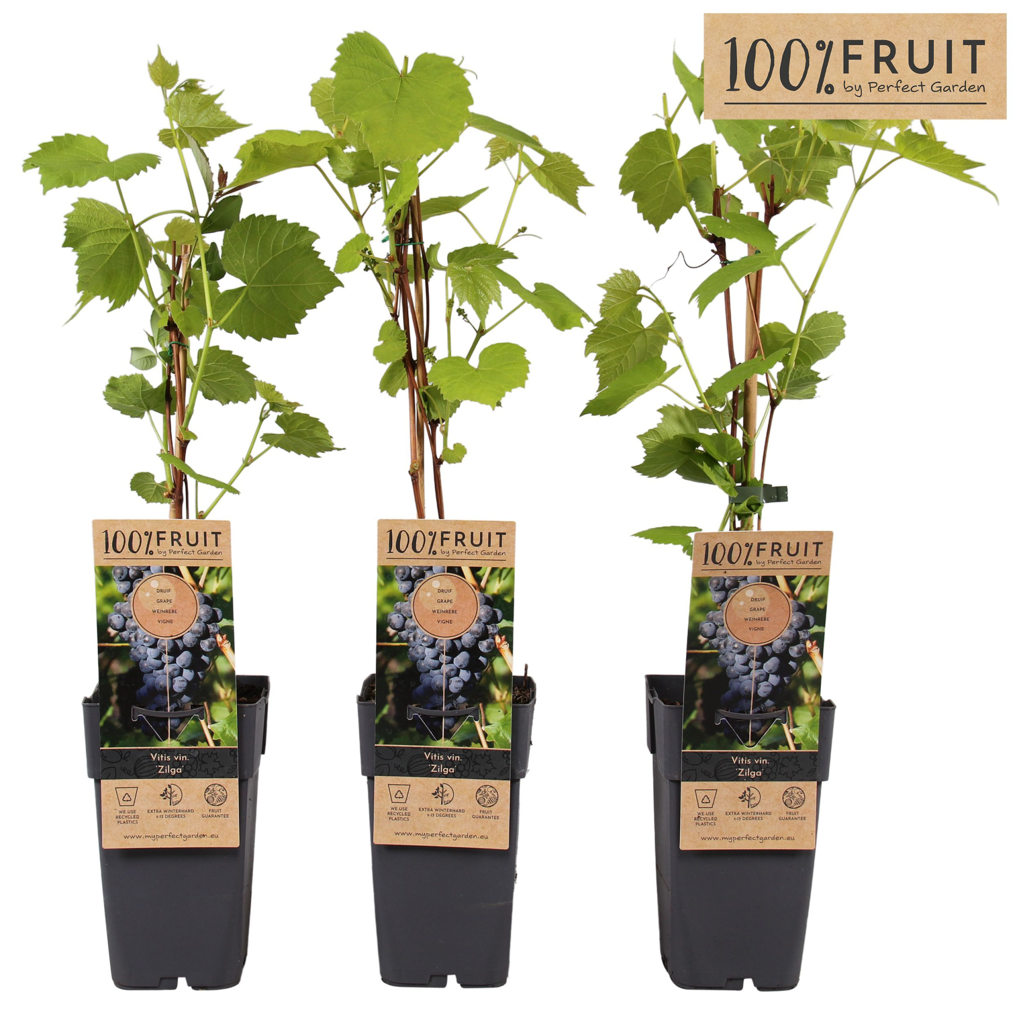 Vitis Zilga P15, D 15 cm