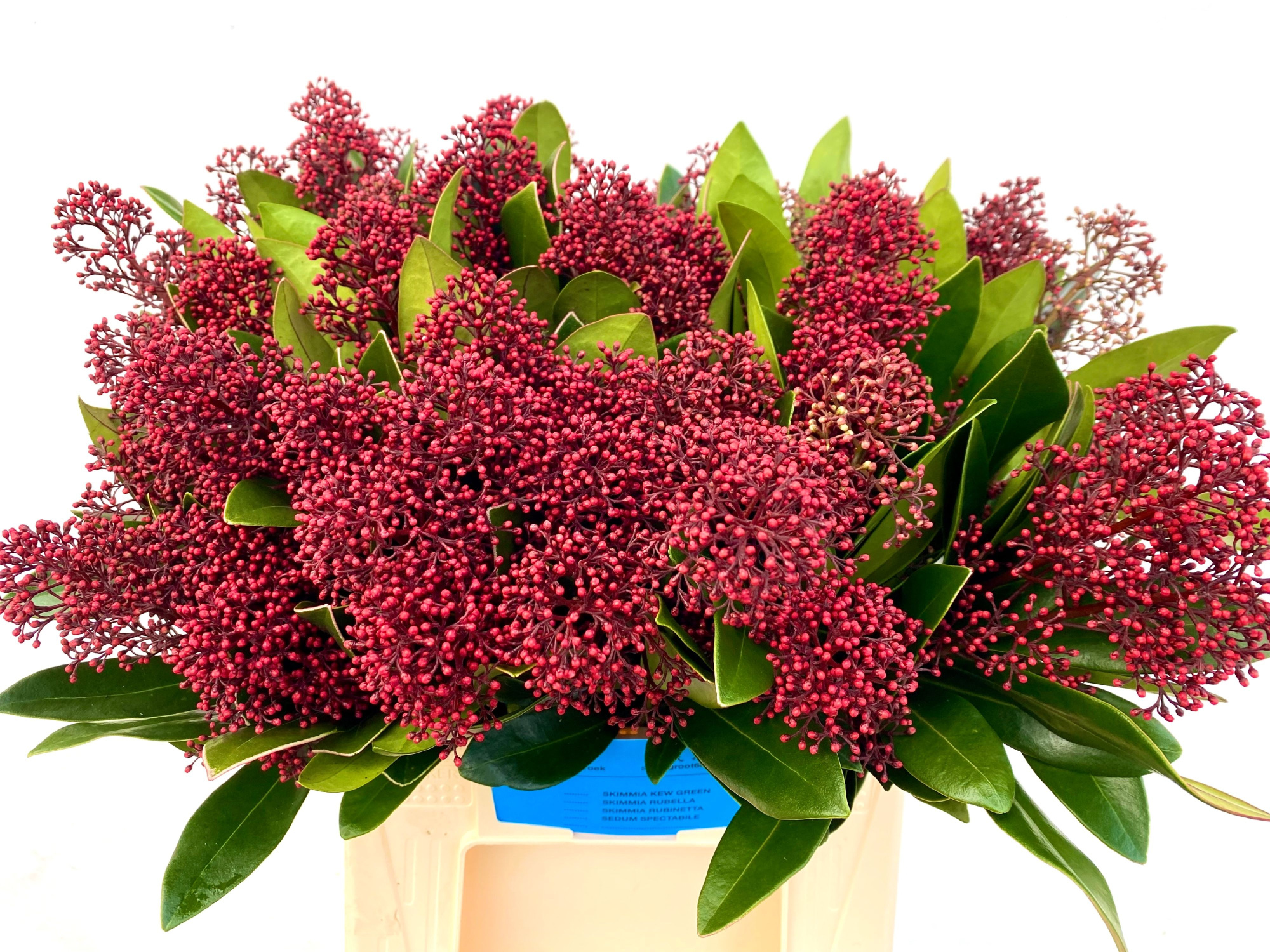 Скимия Рубелла за пучок 40 (красн.), пуч.