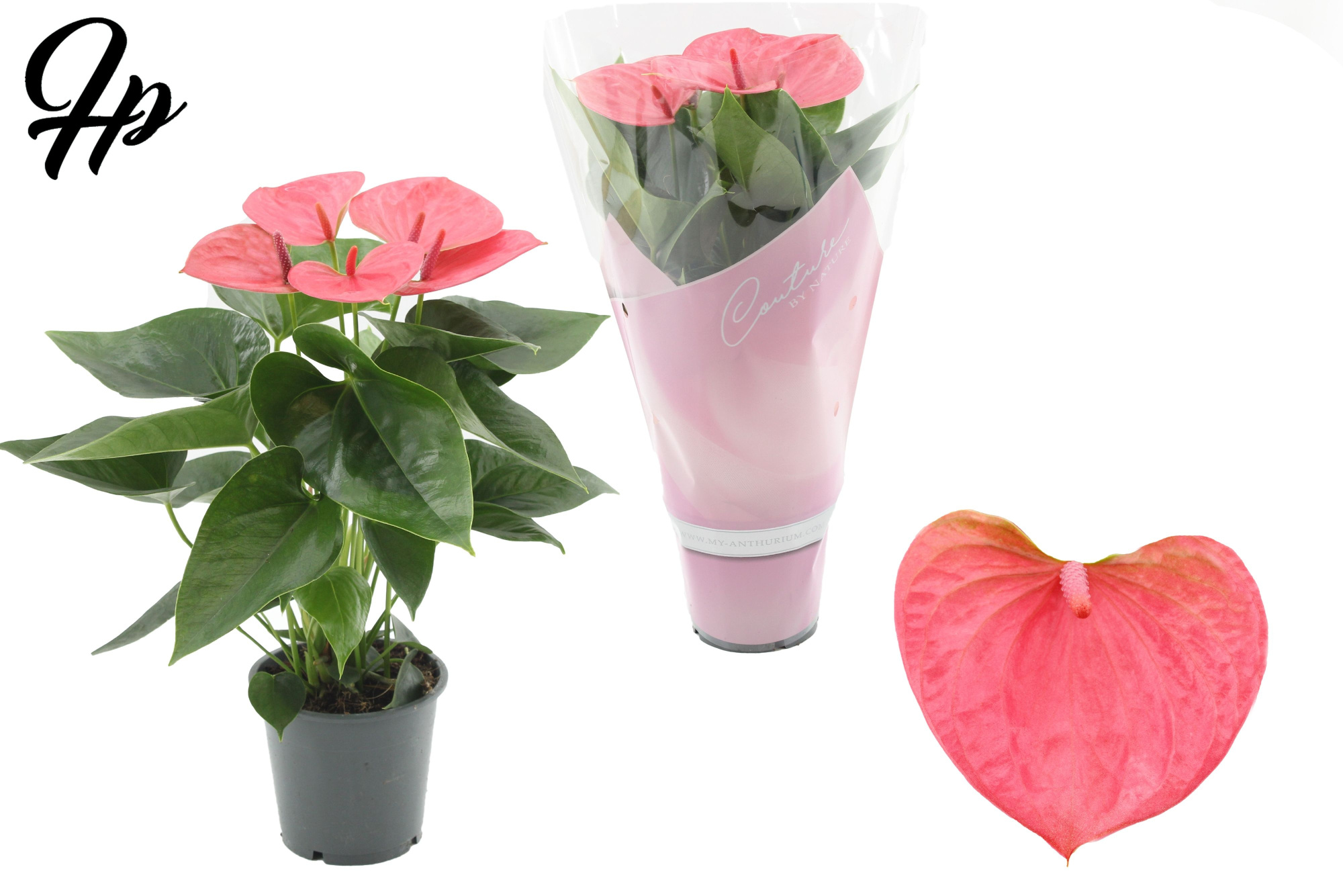 Anthurium 12 cm Sweet Dream in Couture sleeve, D 12 cm