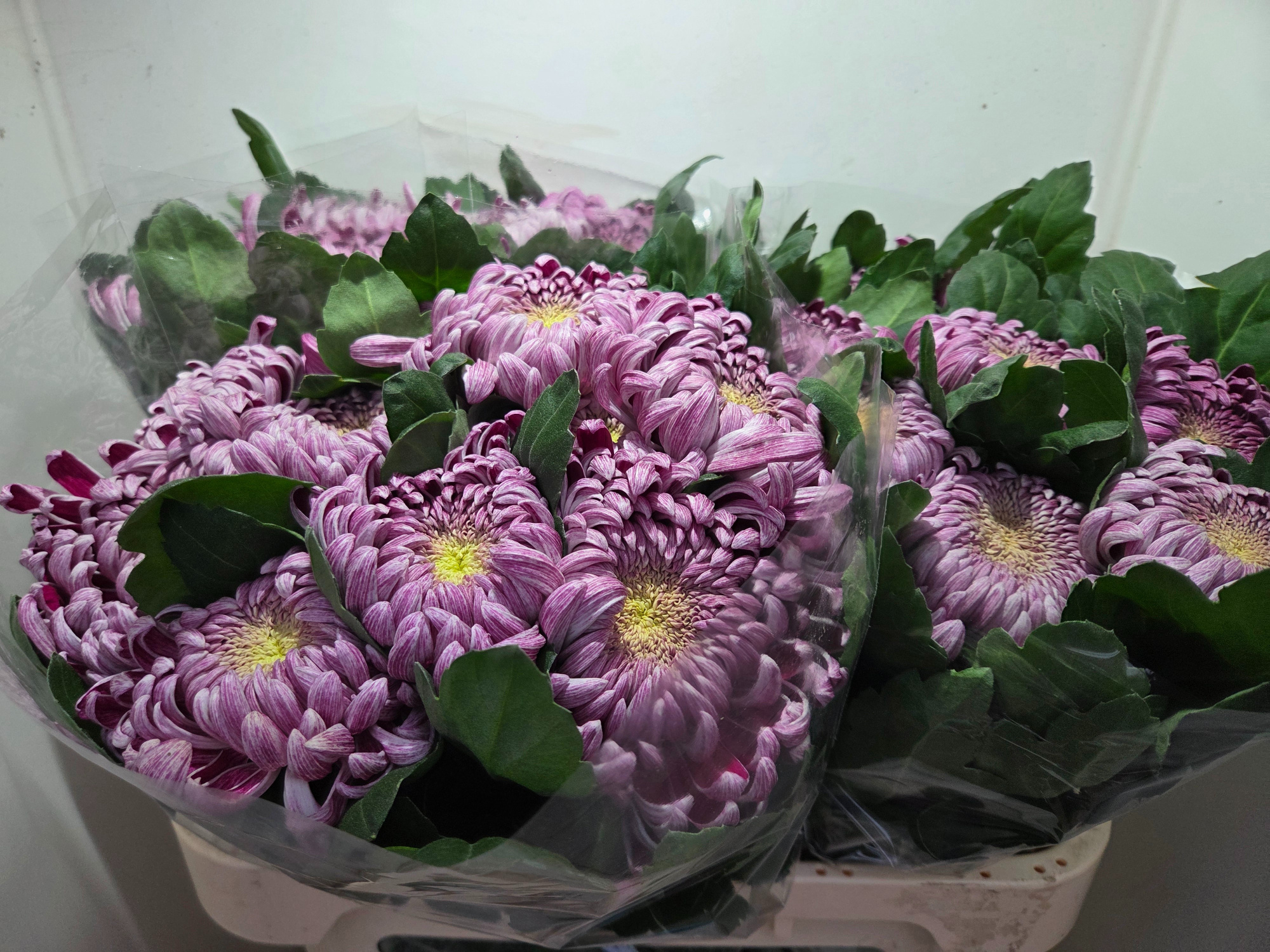 Хризантема од. Гилберт Лех Сильвер 75, шт.