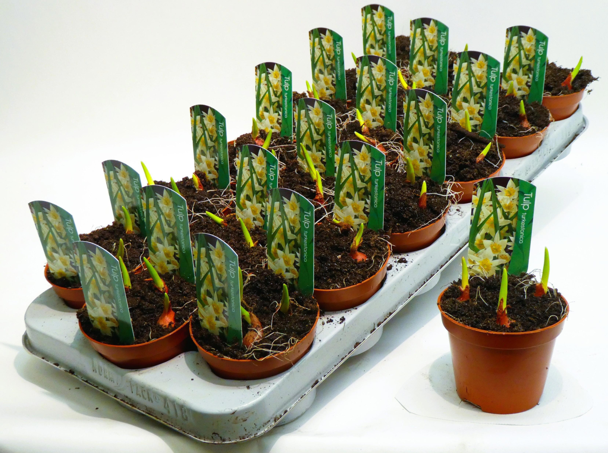 tulpturkestanica9cm, D 9