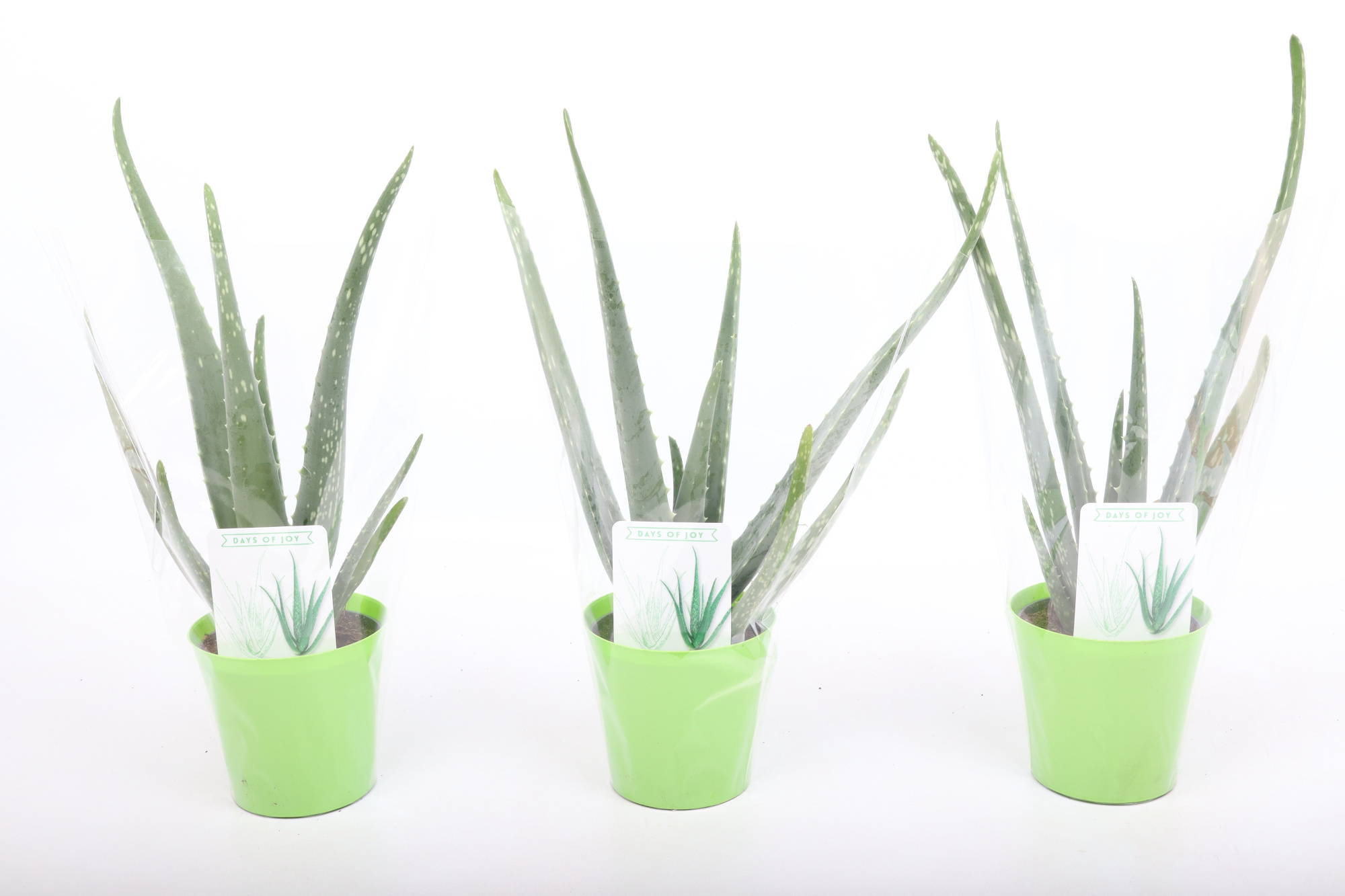 Aloë Vera in sierpot, D 10,5 cm