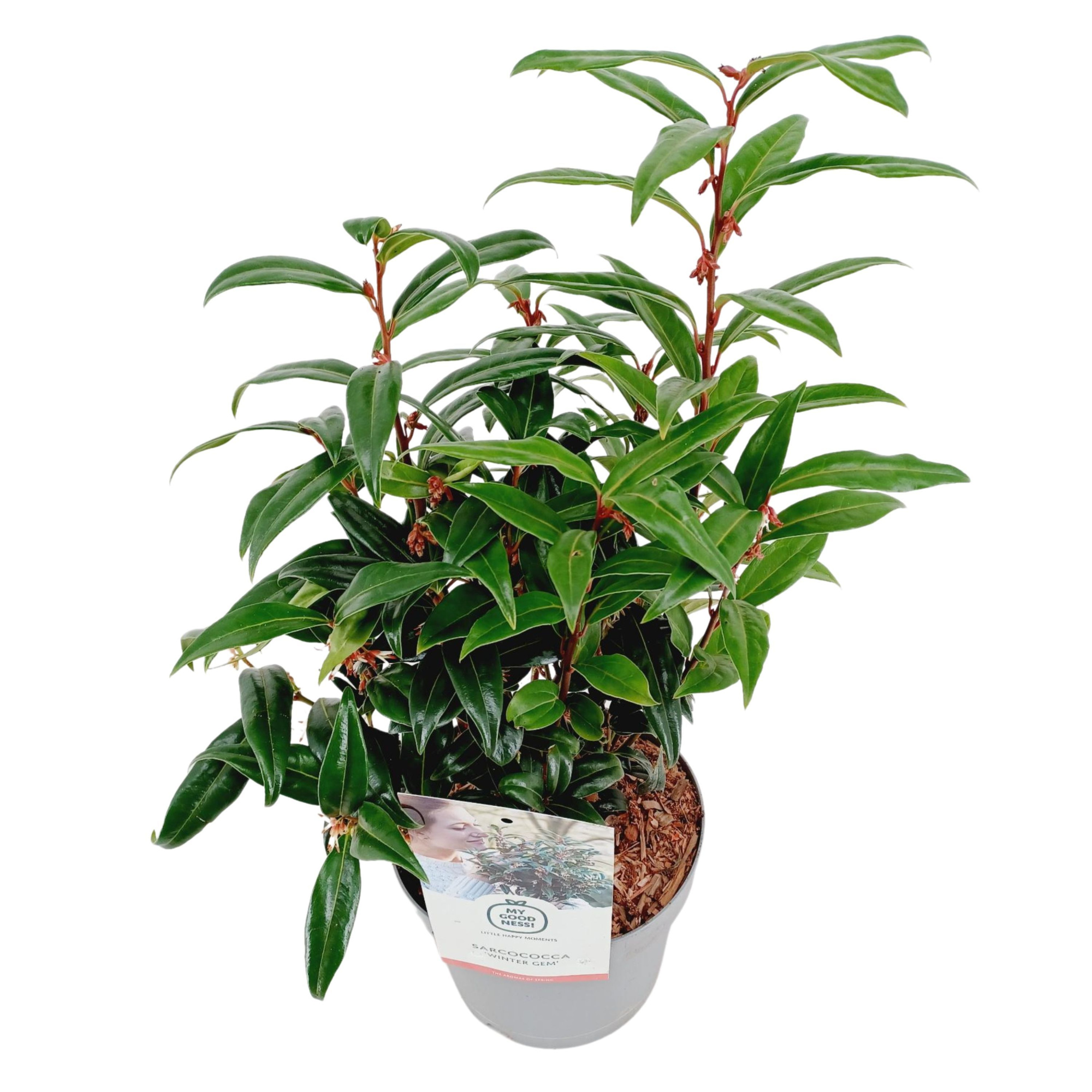 Sarcococca 2 liter ' Winter Gem', D 17 cm