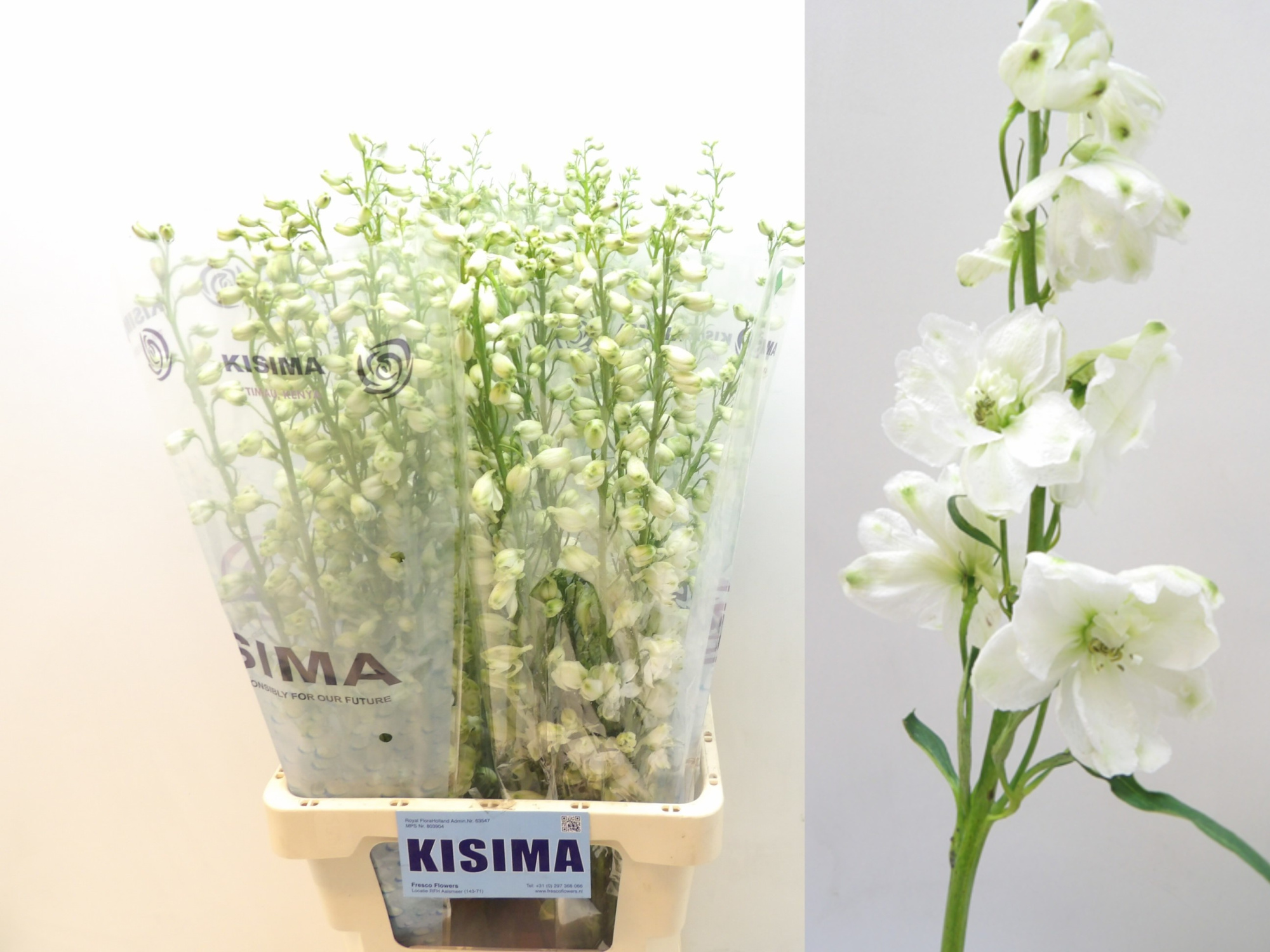 Дельфиниум дв. Гардиан Вайт 80, шт.