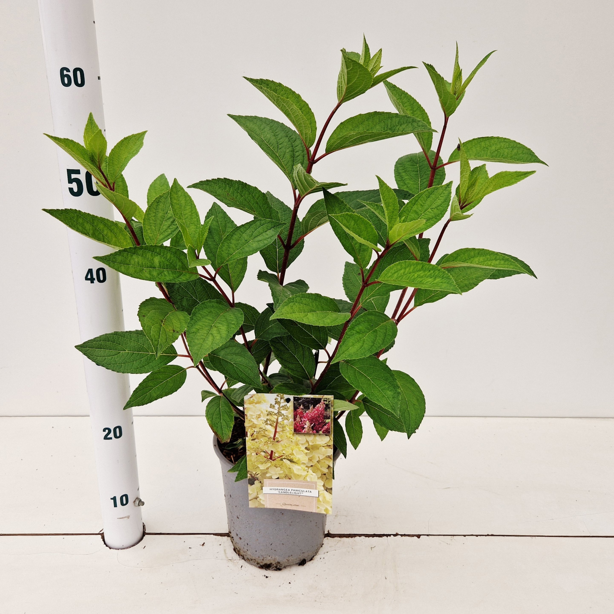 Hydrangea pan. Candlelight ('Hpopr013'PBR), D 17 cm