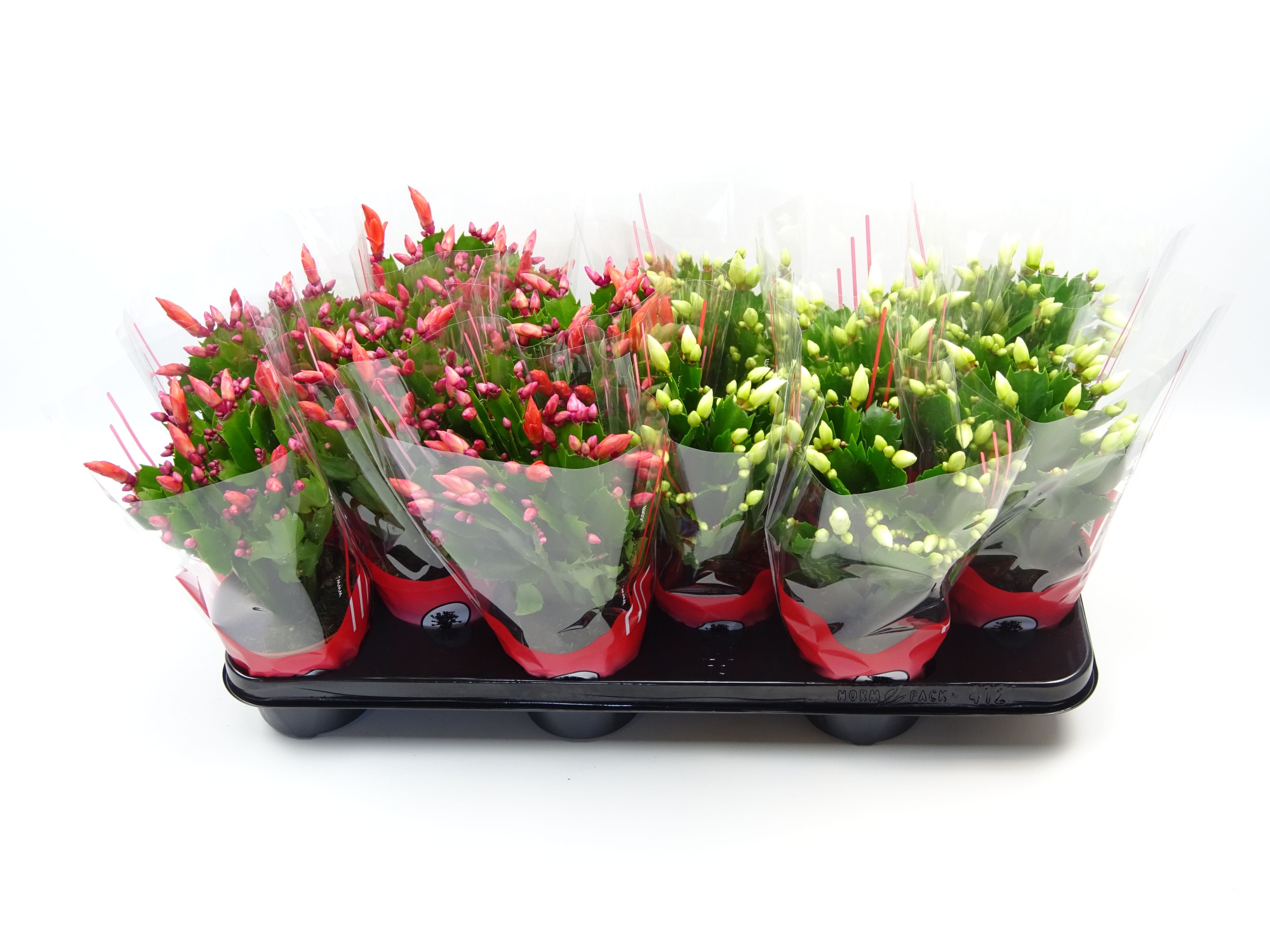 Schlumbergera 10.5 cm mix 2 kleur rode hoes, D 10,5 cm