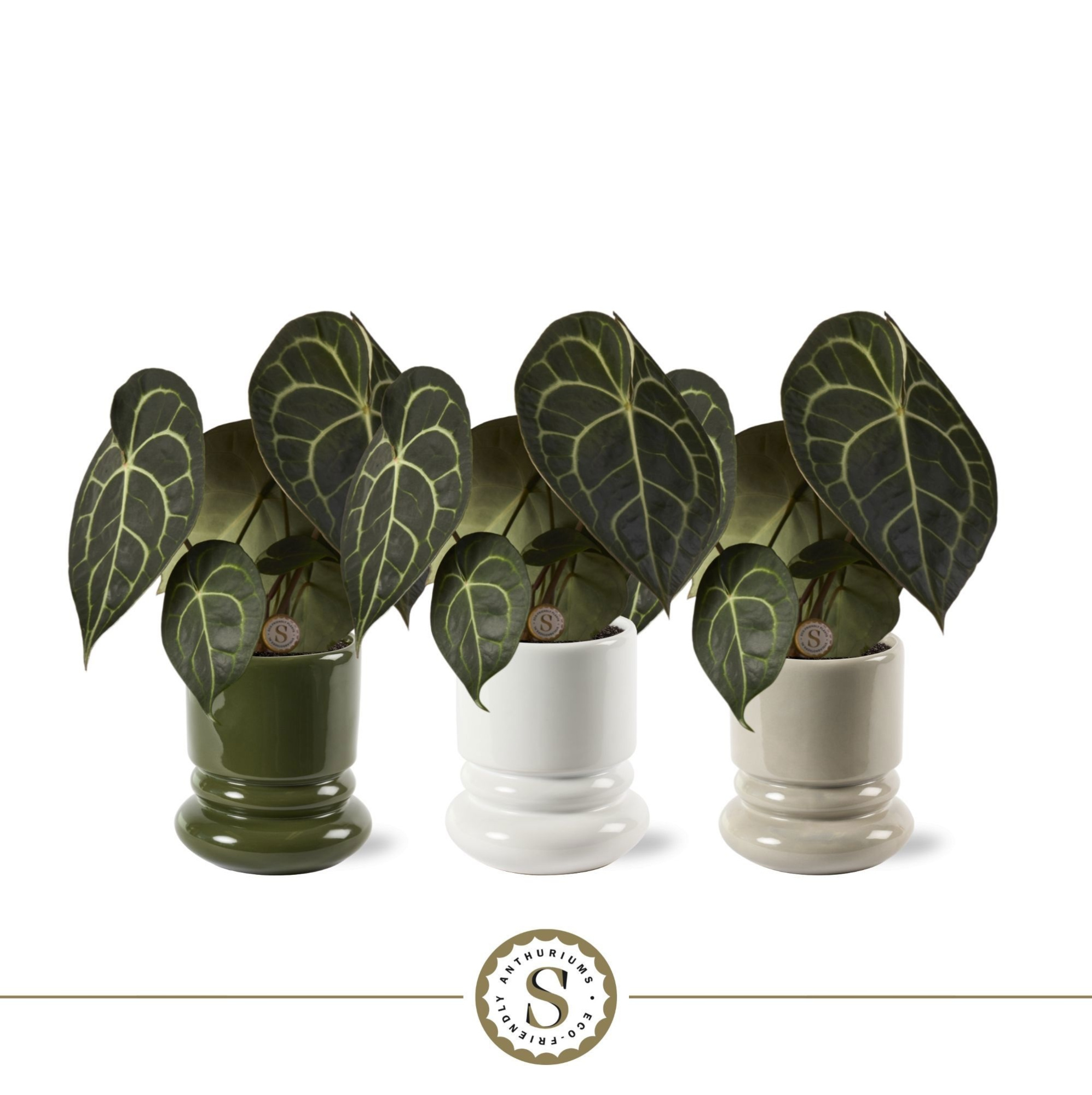 Clarinervium 12cm in Geneve Keramiek, D 12