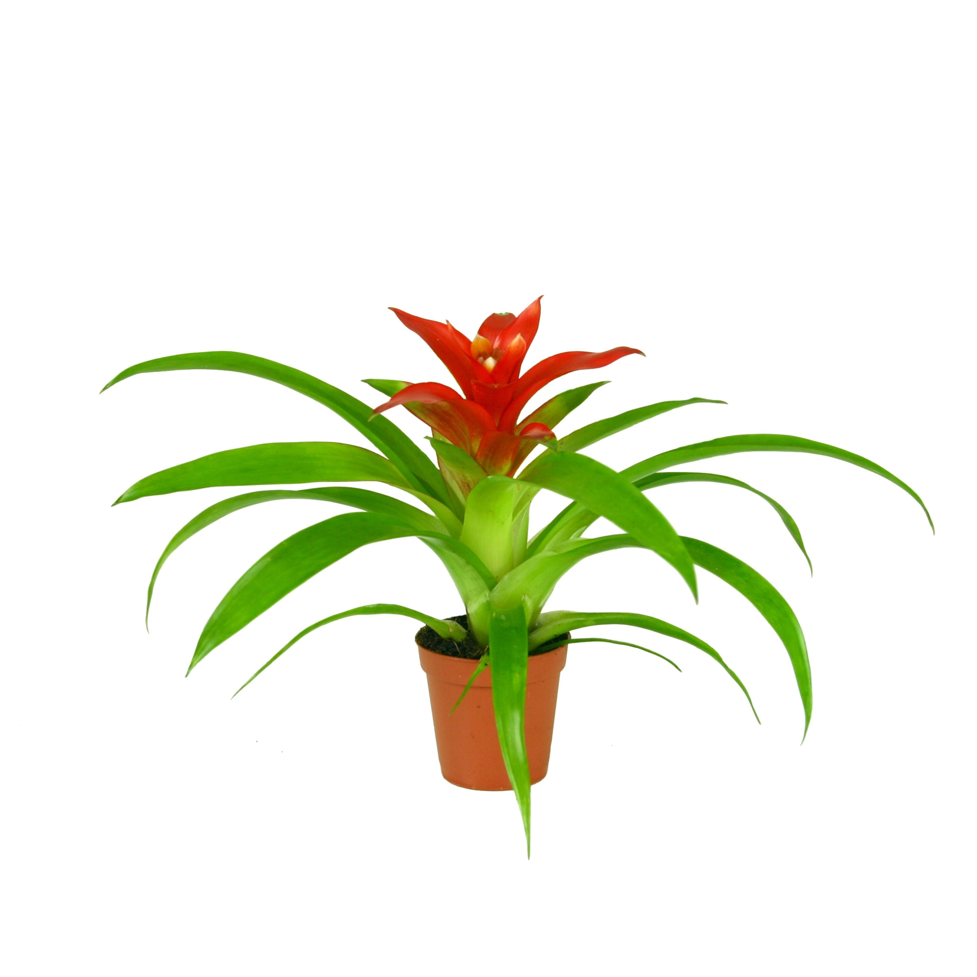 Guzmania Tempo, D 5,5