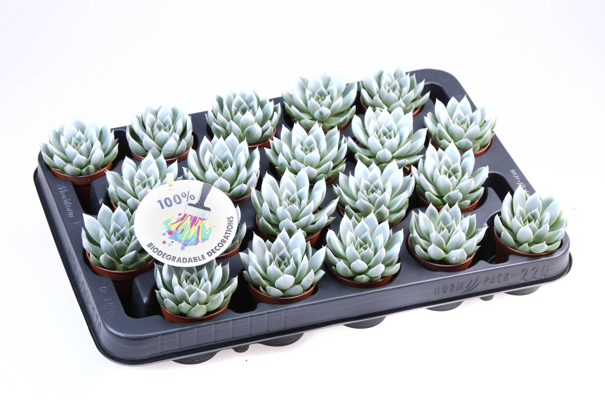 Miranda white tips, D 5,5 cm