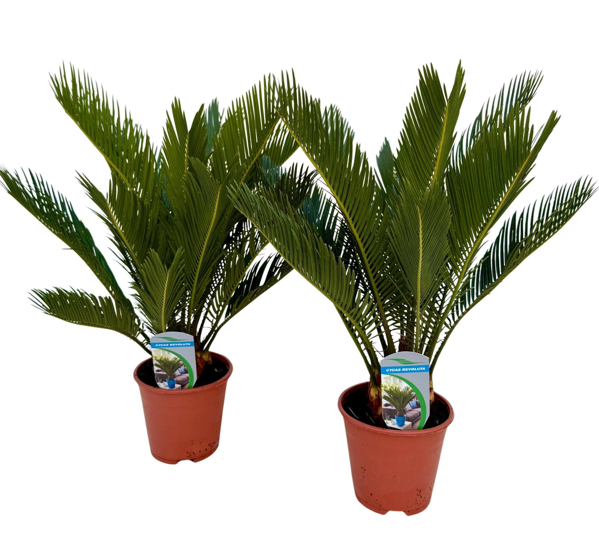 Cycas revoluta P14, D 14 cm