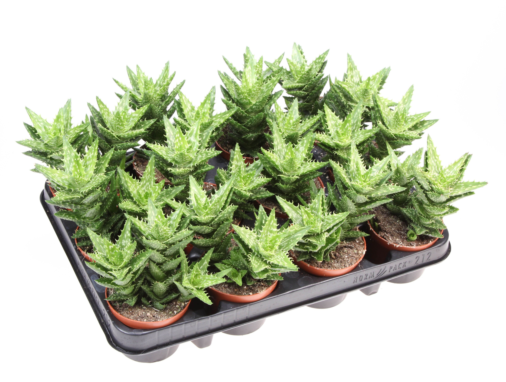 Aloe squarosa, D 8,5 cm