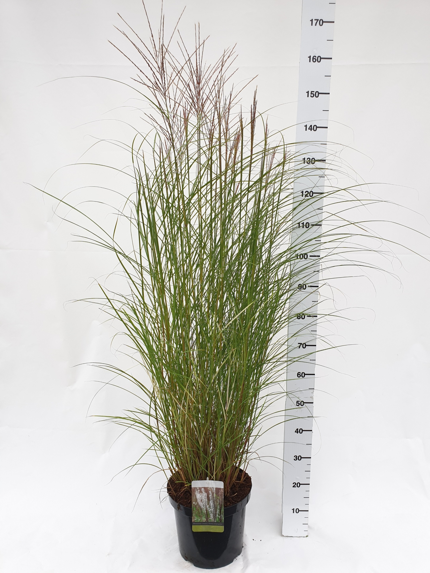 Miscanthus sinensis 'Kleine Silberspinne', D 30 cm