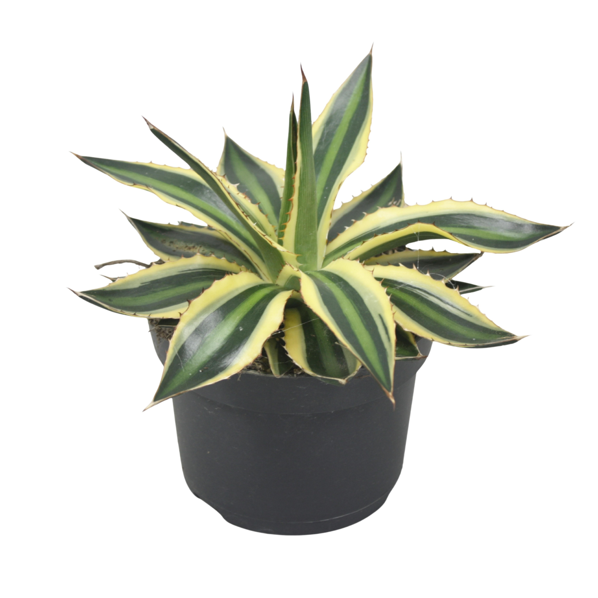 Agave lophanta `Quadricolour` 13 cm, D 13 cm